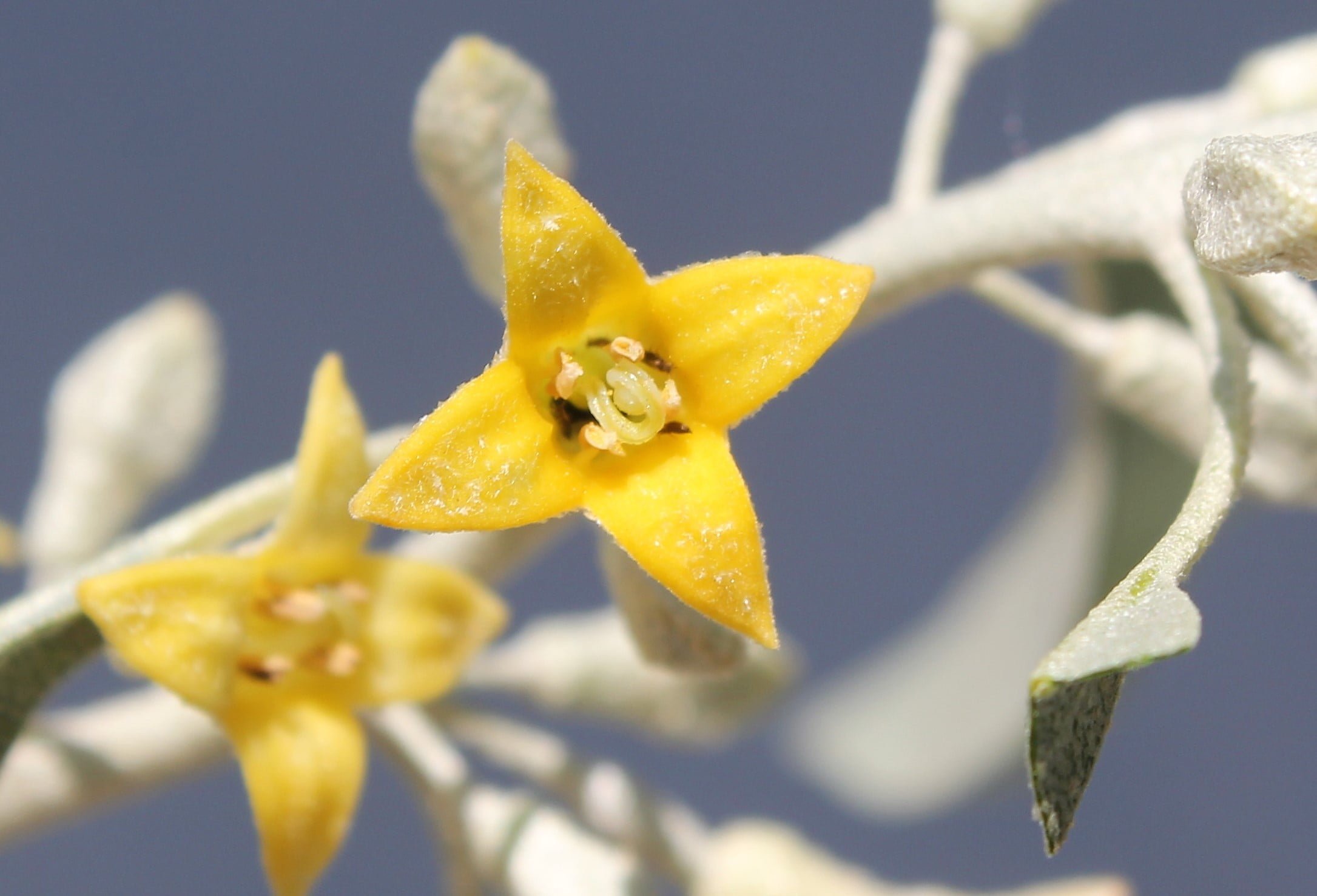 Elaeagnus angustifolia (İğde)