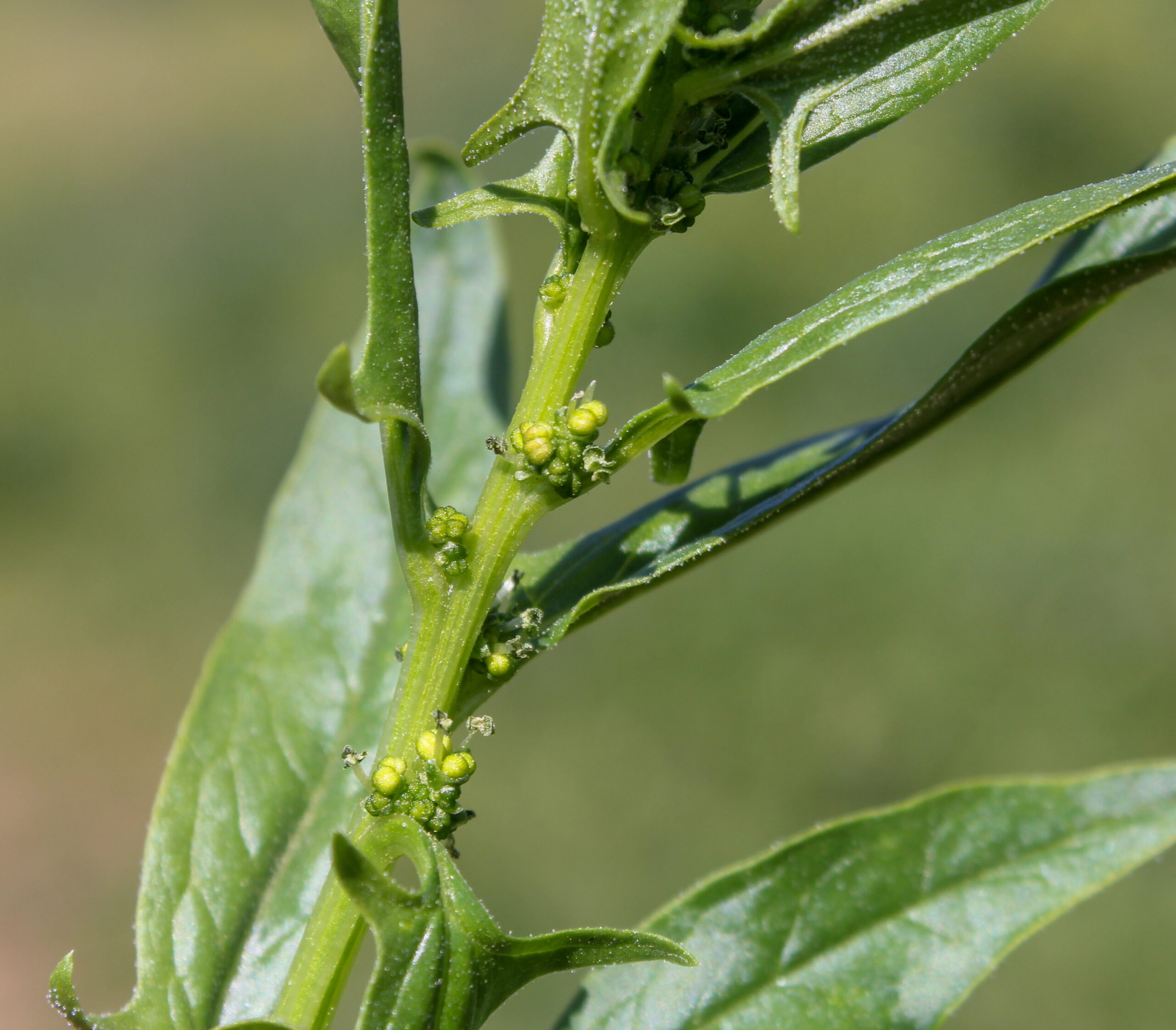 Spinacia oleracea (Ispanak)