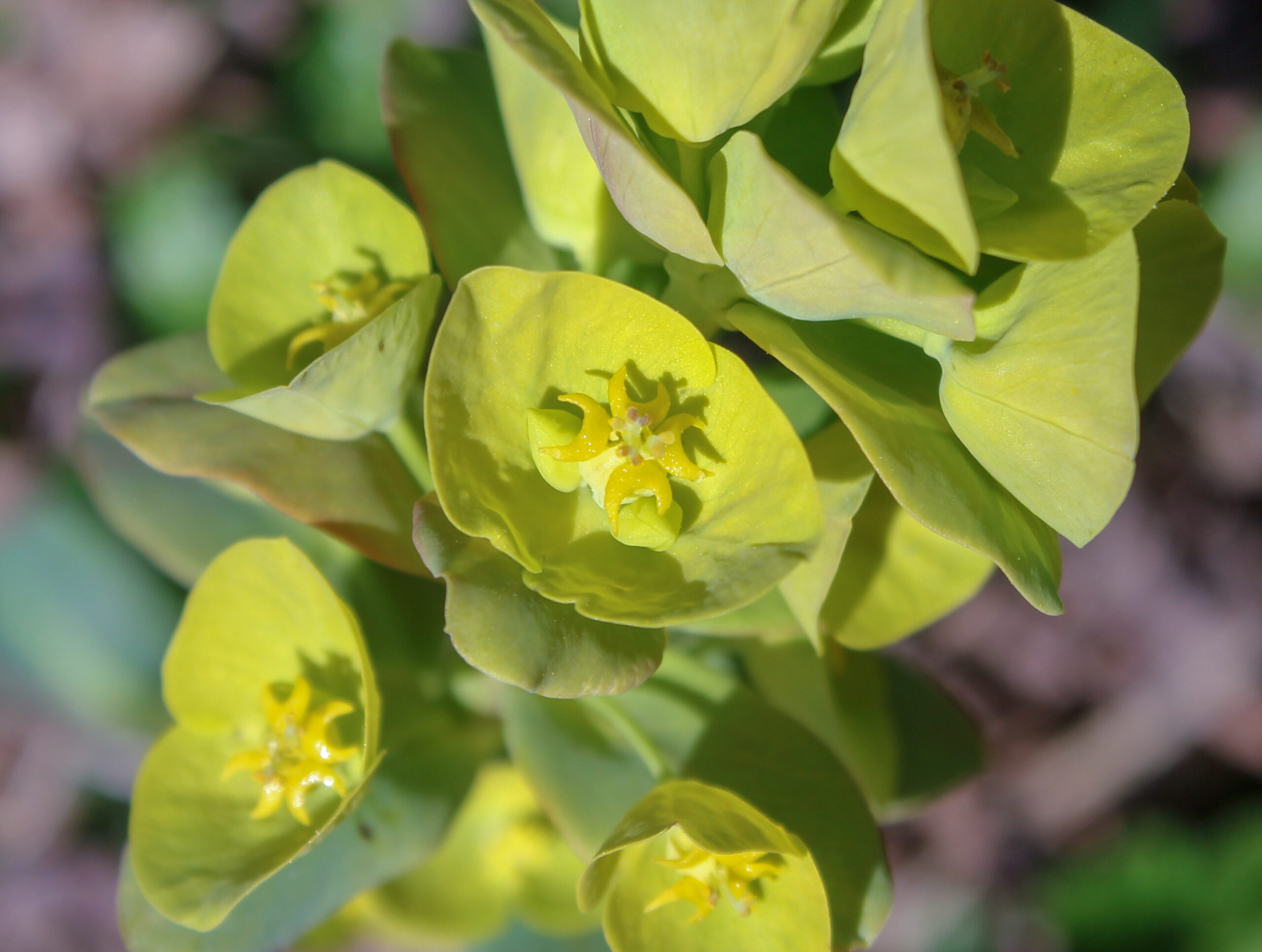 Euphorbia amygdaloides (Zerana)