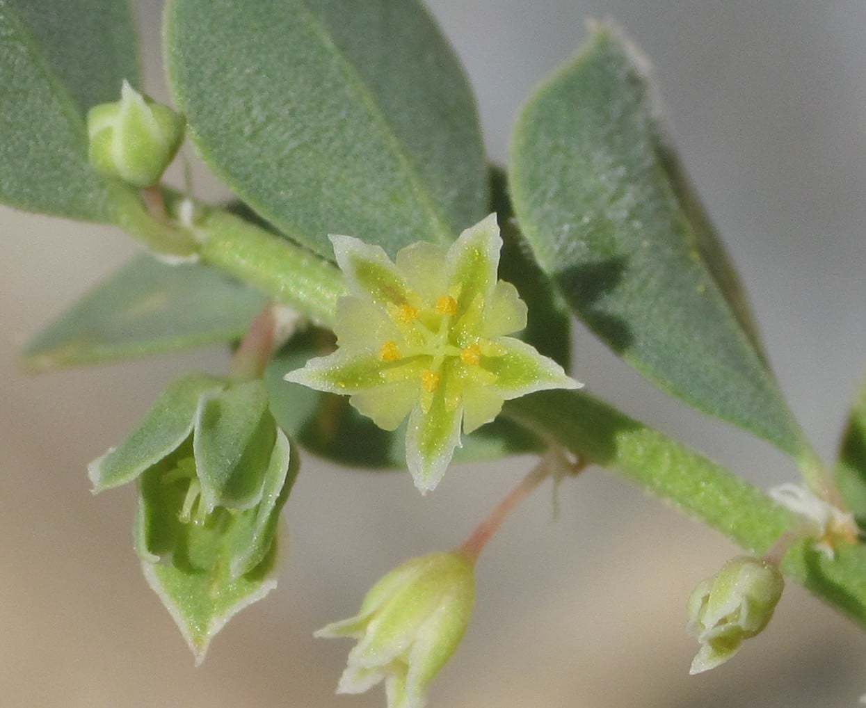 Andrachne telephioides (Duvarnohutu)
