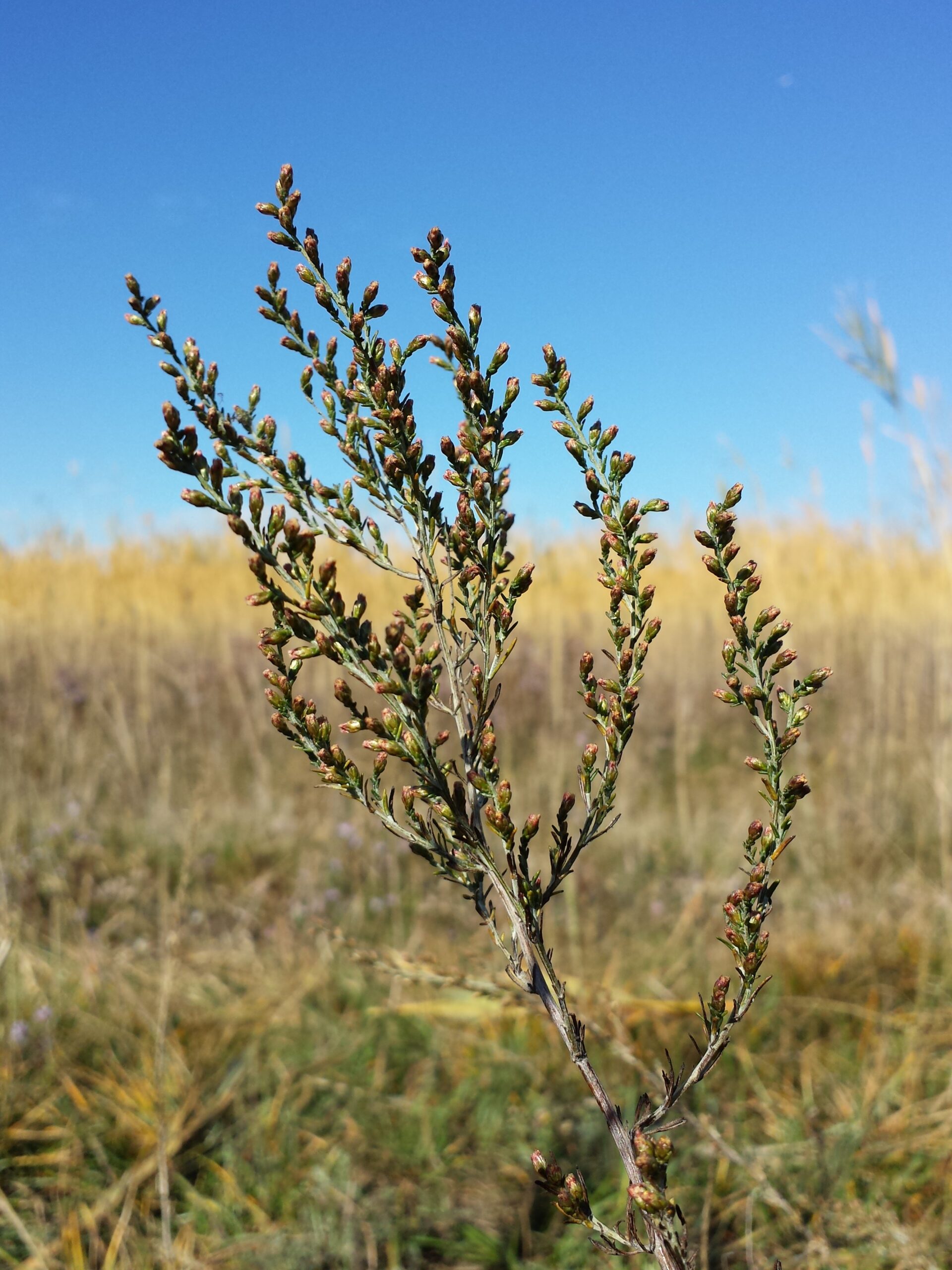 Artemisia santonicum (Deniz yavşanı)