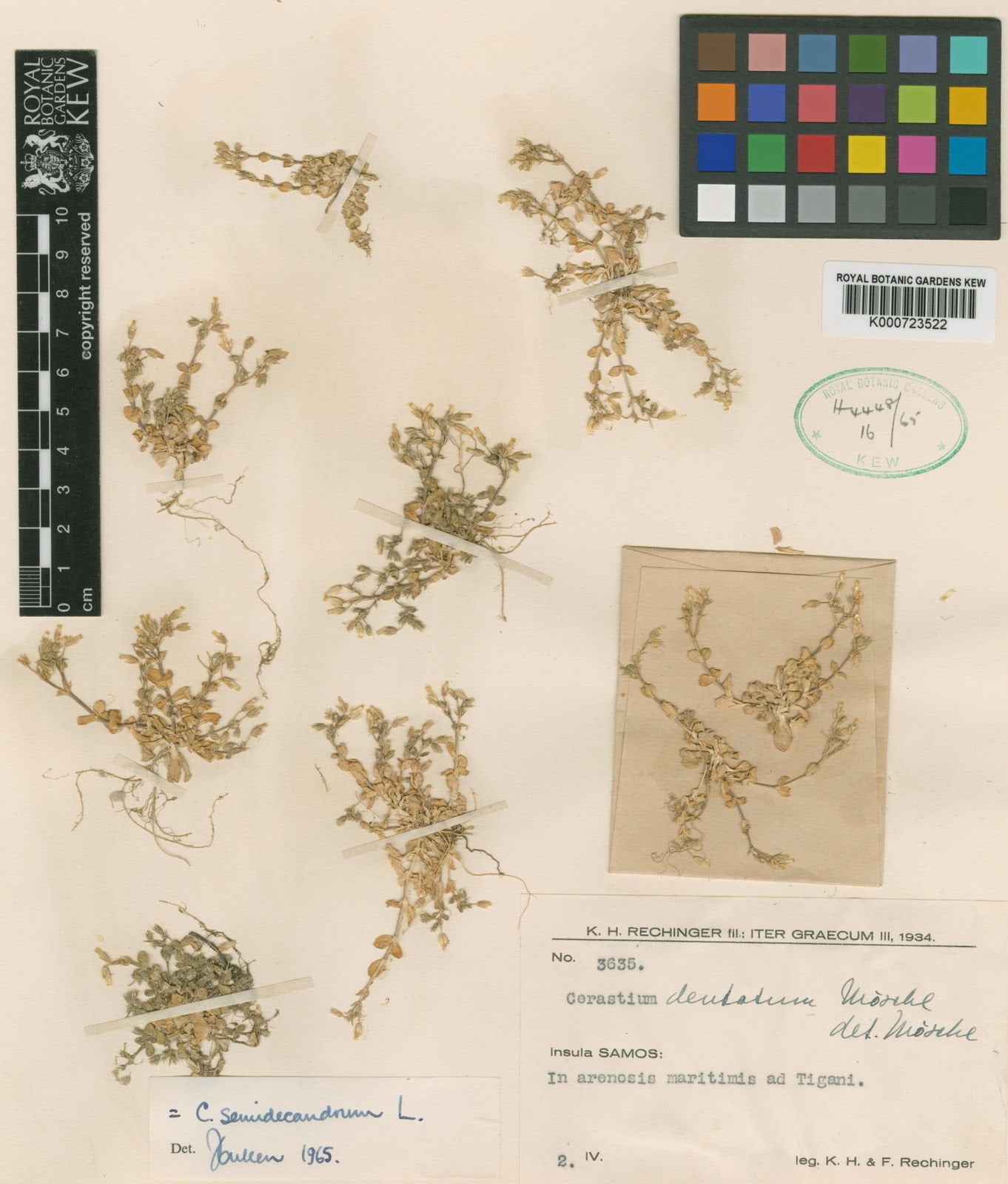 Cerastium semidecandrum (Çengel boynuzotu)