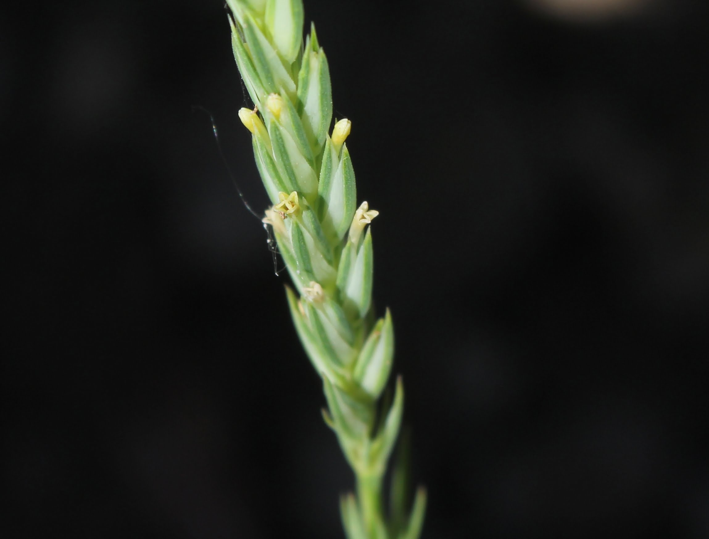 Crucianella angustifolia (İnce haçotu)