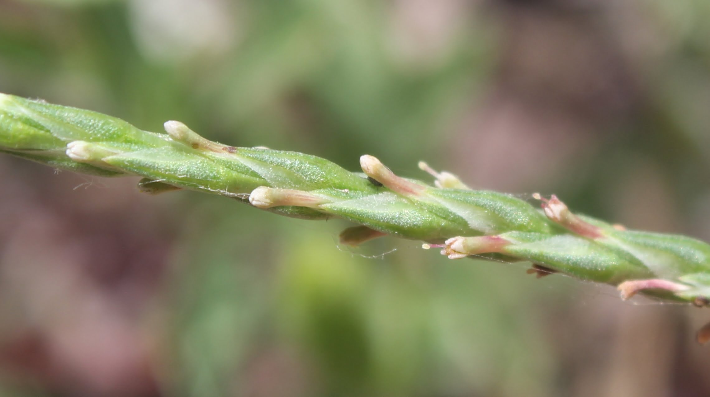 Crucianella latifolia (Geniş haçotu)
