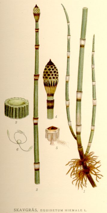 Equisetum hyemale (Ulamotu)