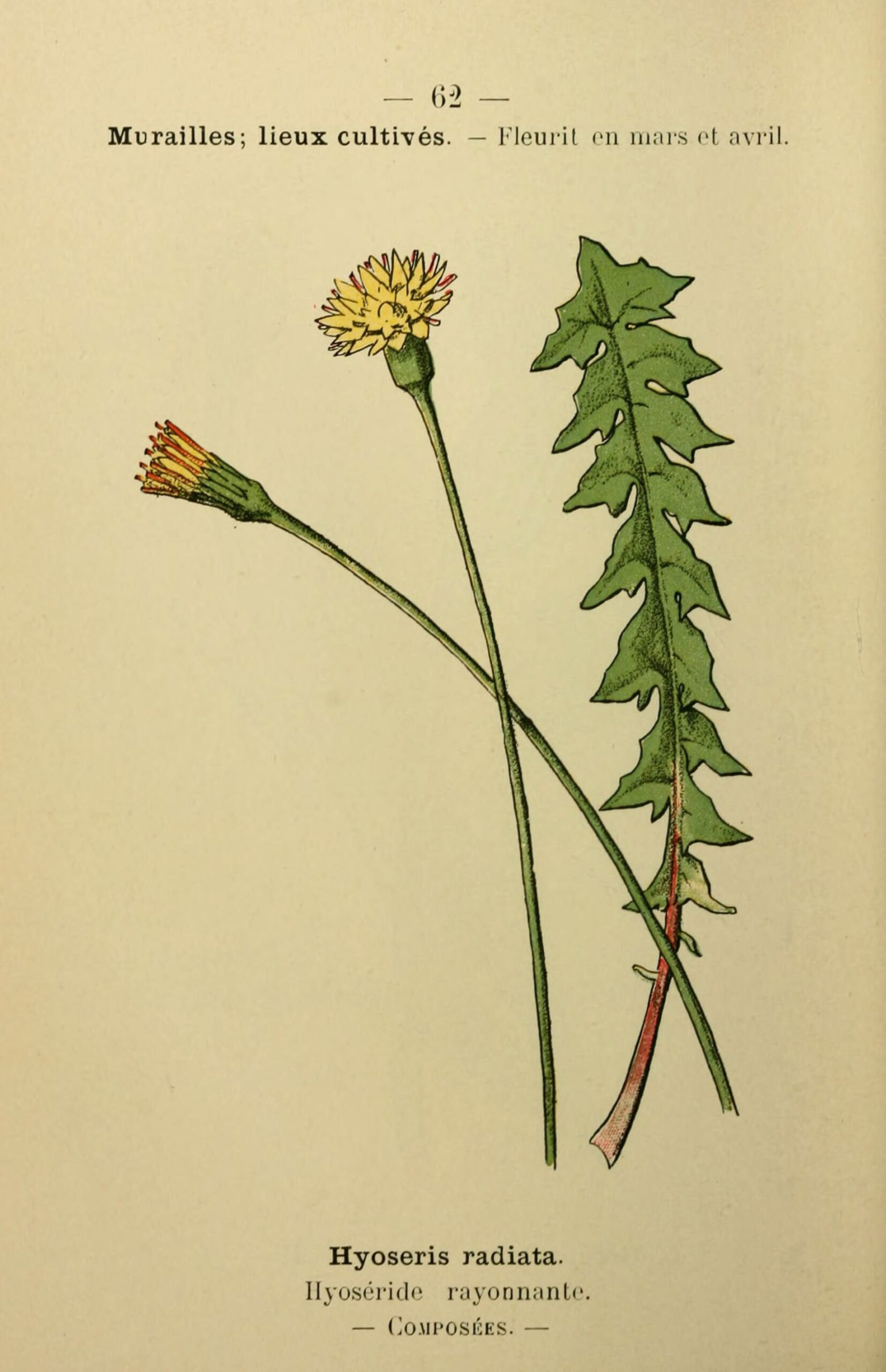 Hyoseris radiata (Semirten)
