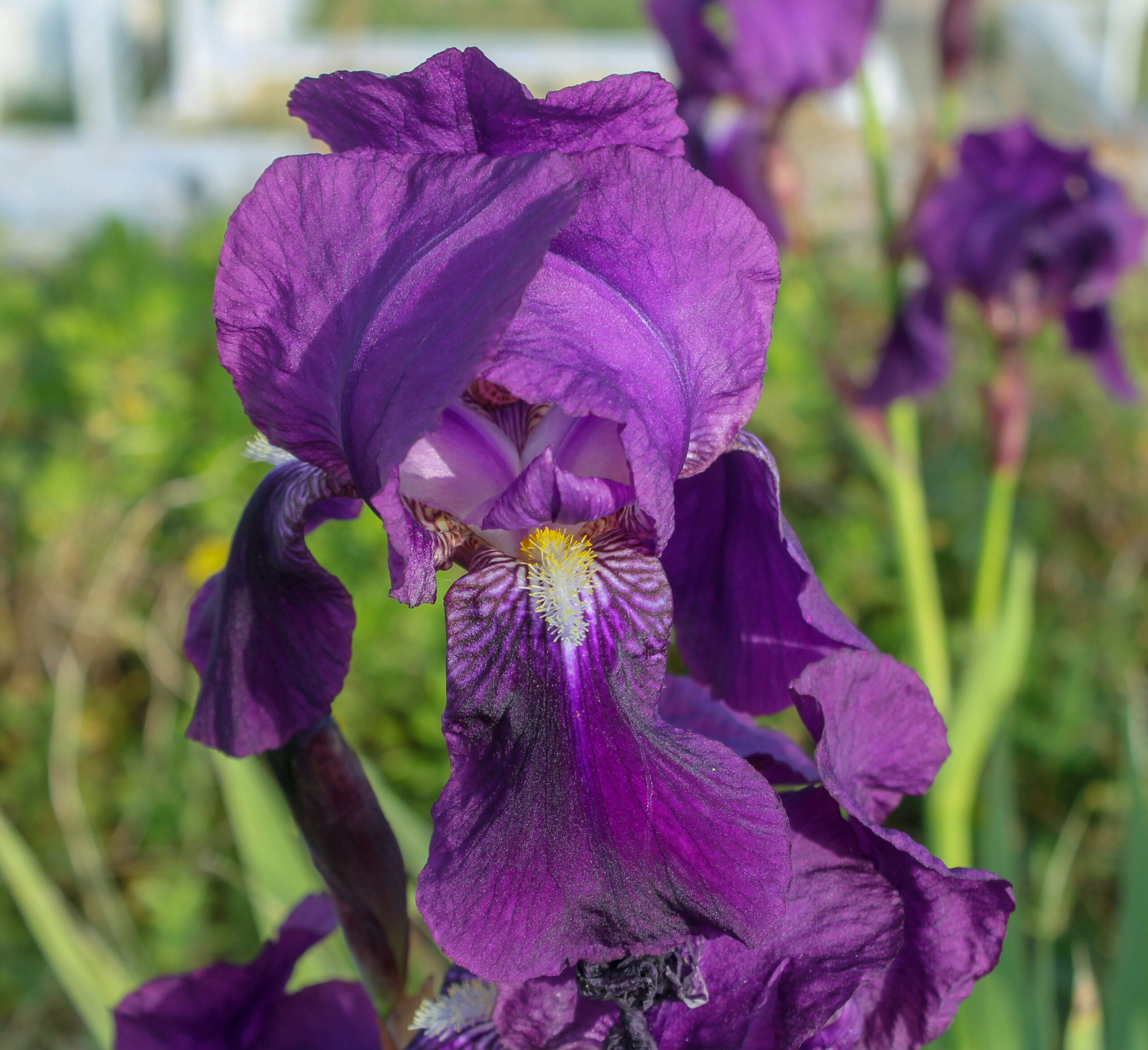 Iris × germanica (Gök süsen)