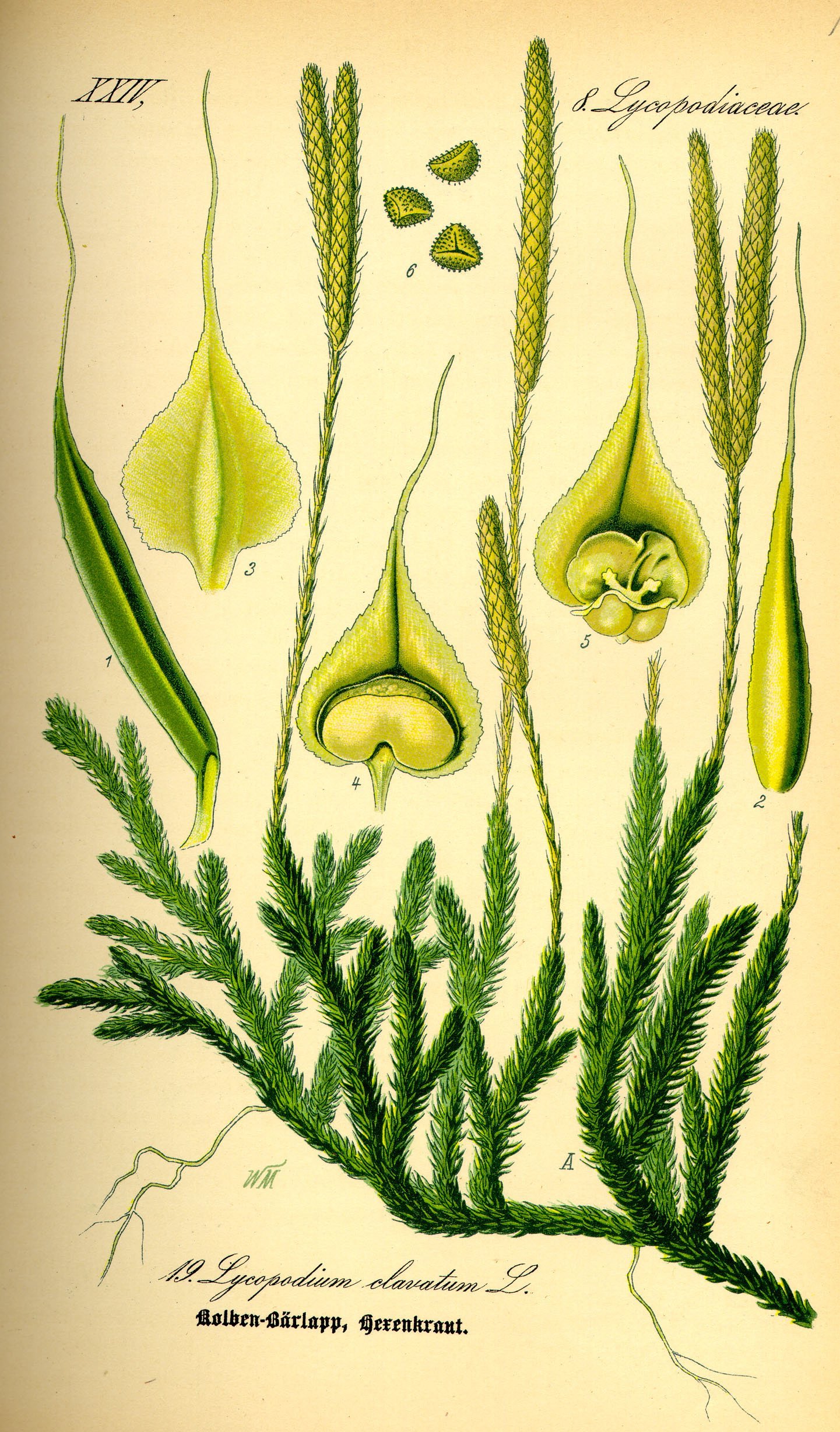 Lycopodium clavatum (Kurt pençesi)