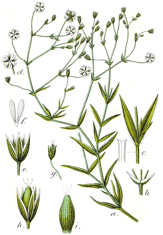 Stellaria graminea (Cücübarsağı)