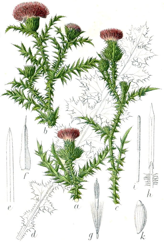 Carduus acanthoides (Saka dikeni)