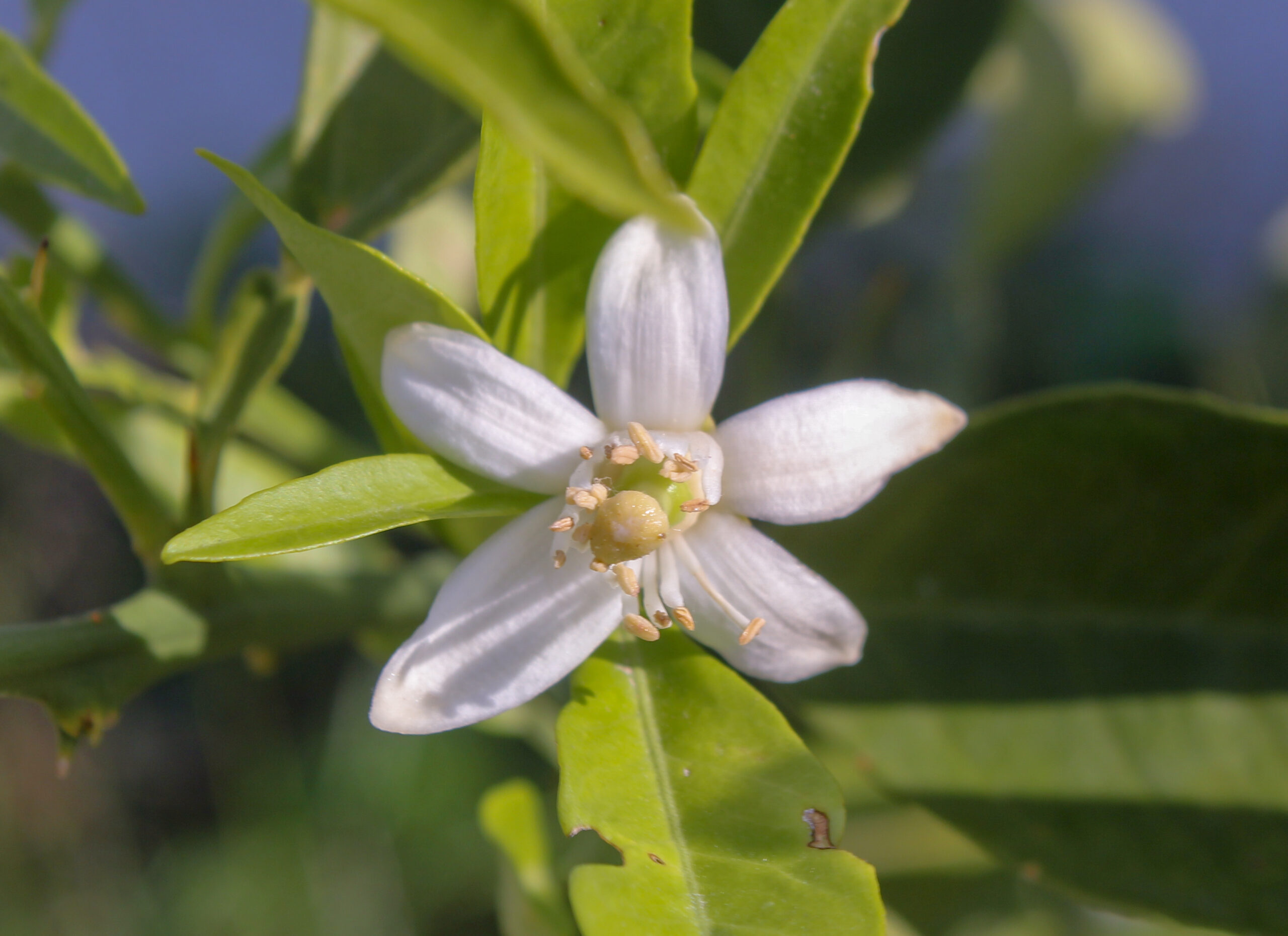 Citrus × aurantium (Turunç)