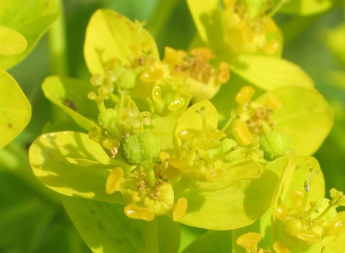 Euphorbia palustris (Su sütleğeni)