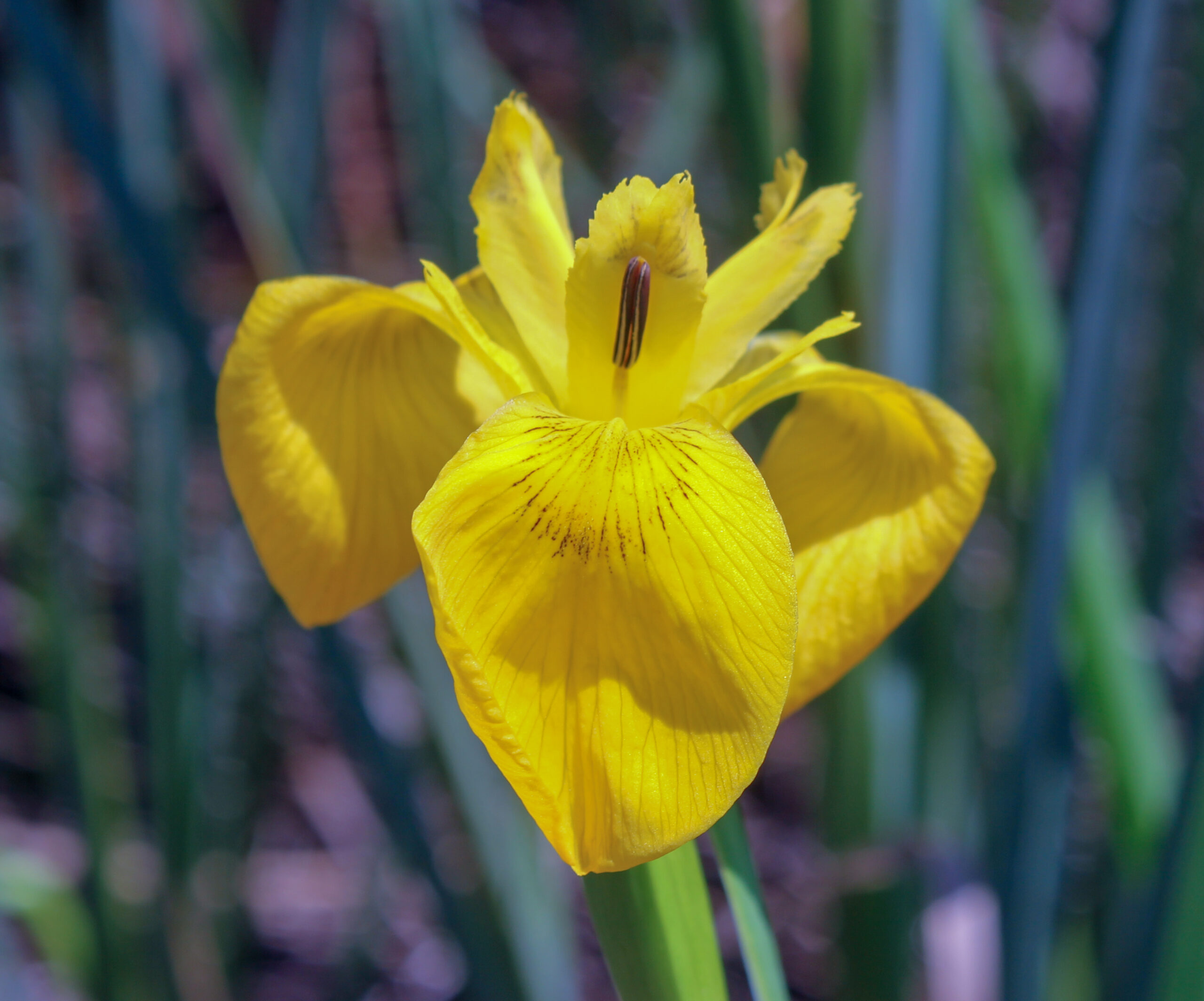 Iris pseudacorus (Bataklık süseni)