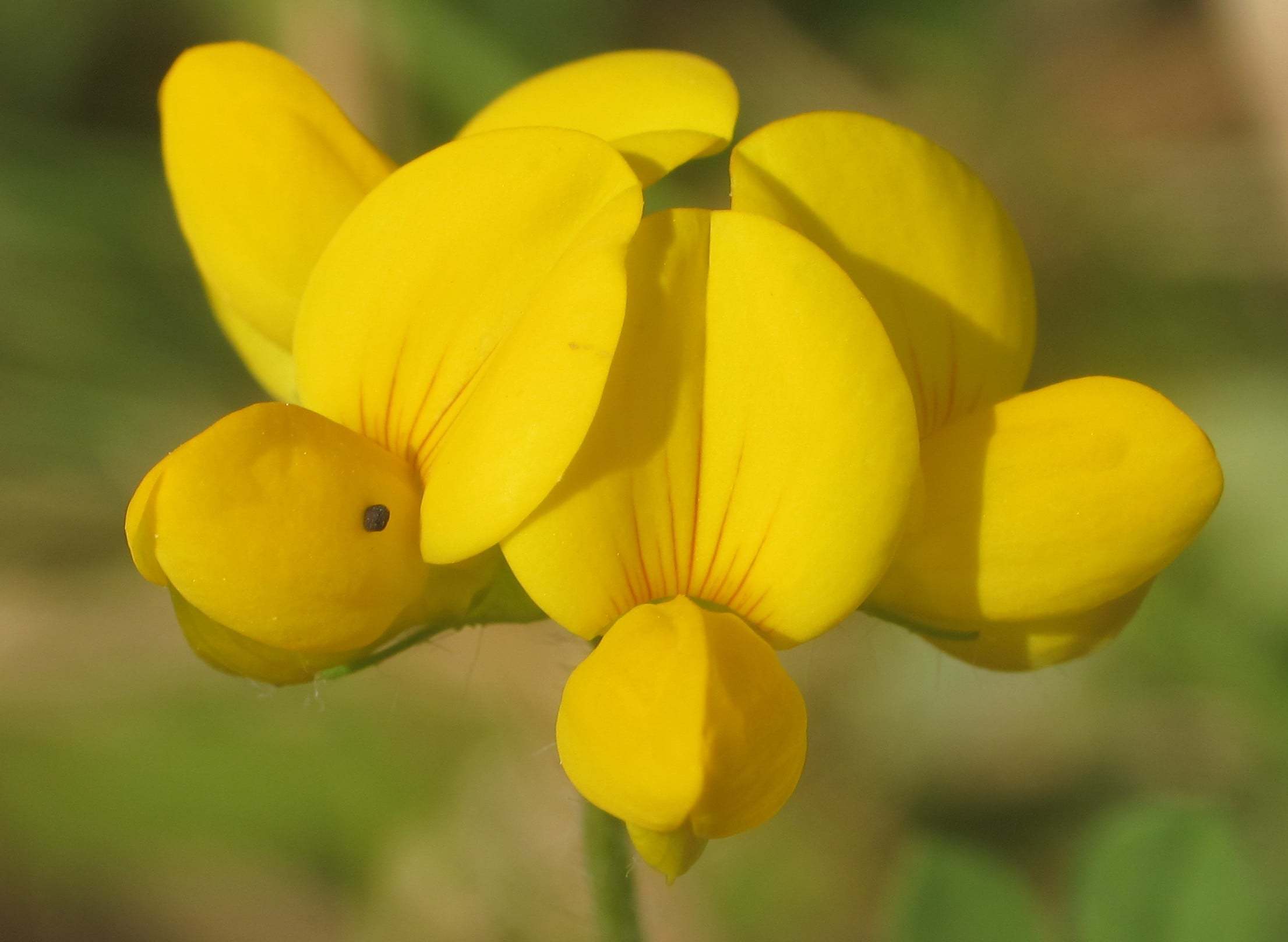 Lotus corniculatus (Gazelboynuzu)