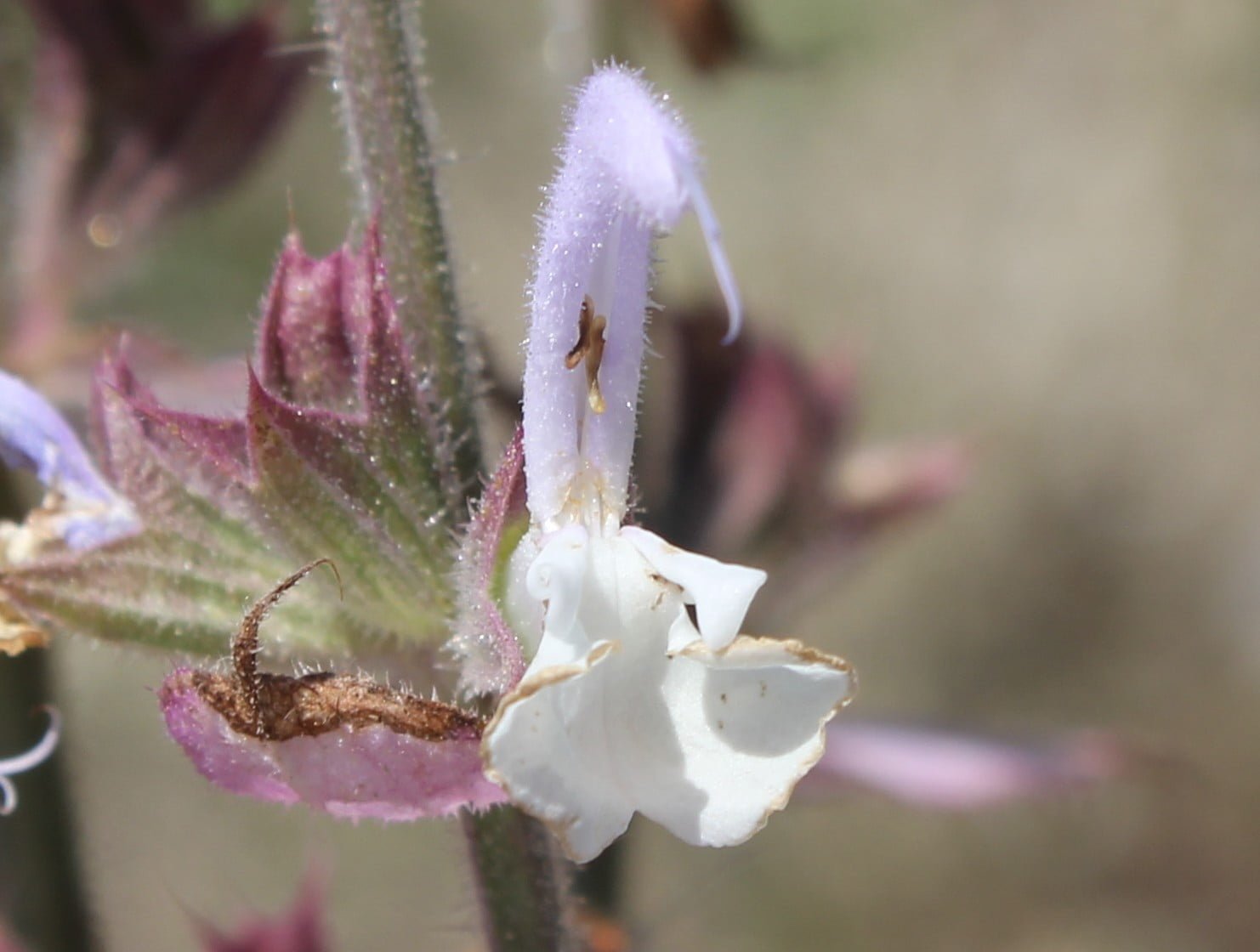 Salvia sclarea (Paskulak)