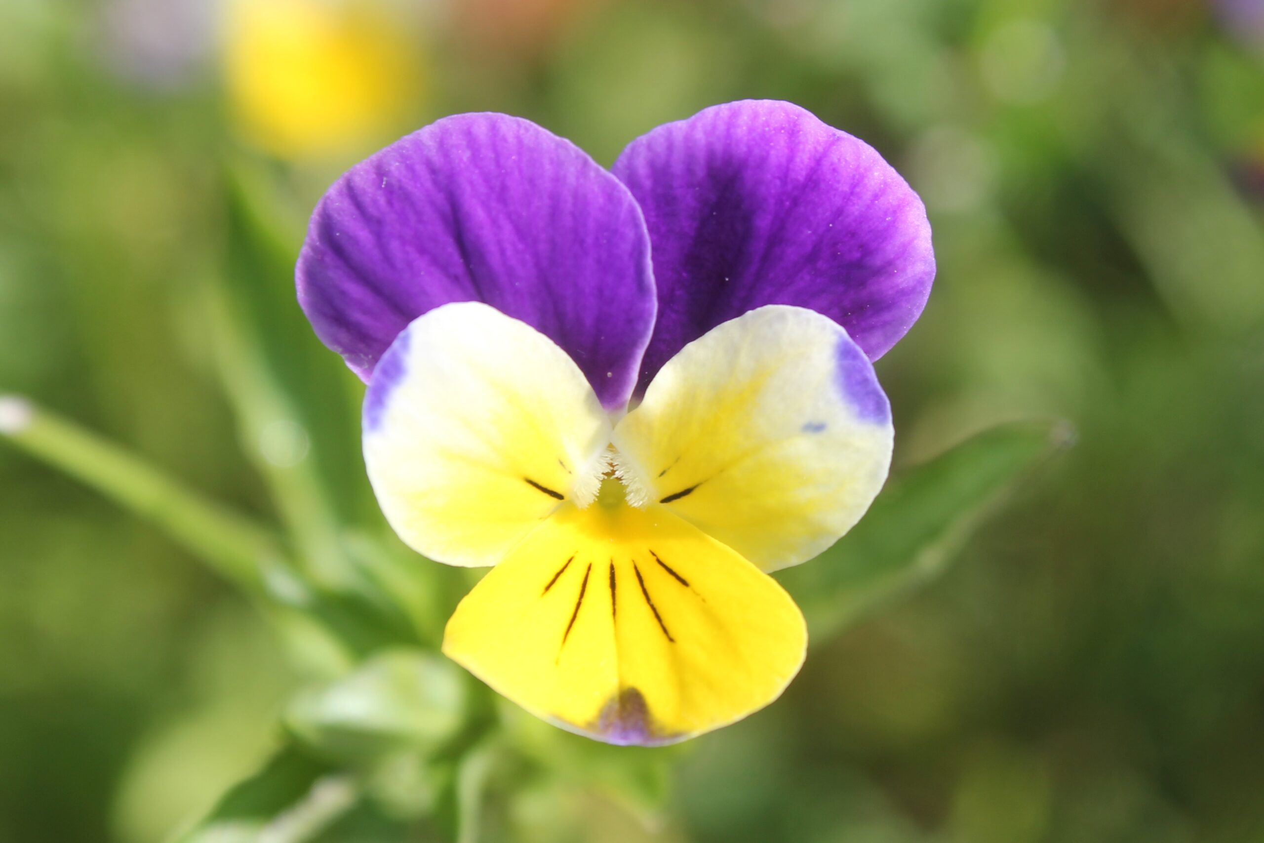 Viola tricolor (Hercai menekşe)
