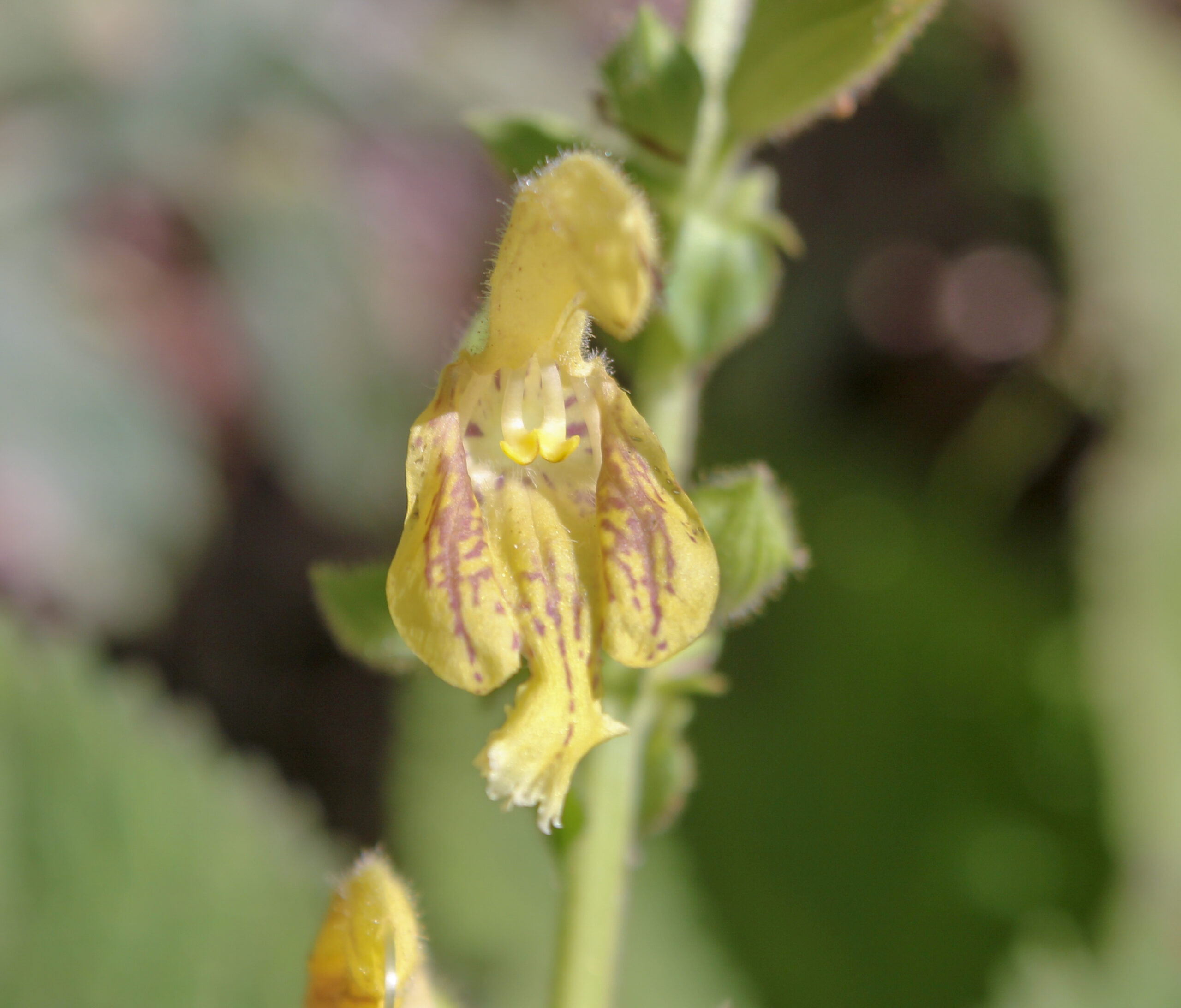 Salvia glutinosa (Yapışkan adaçayı)