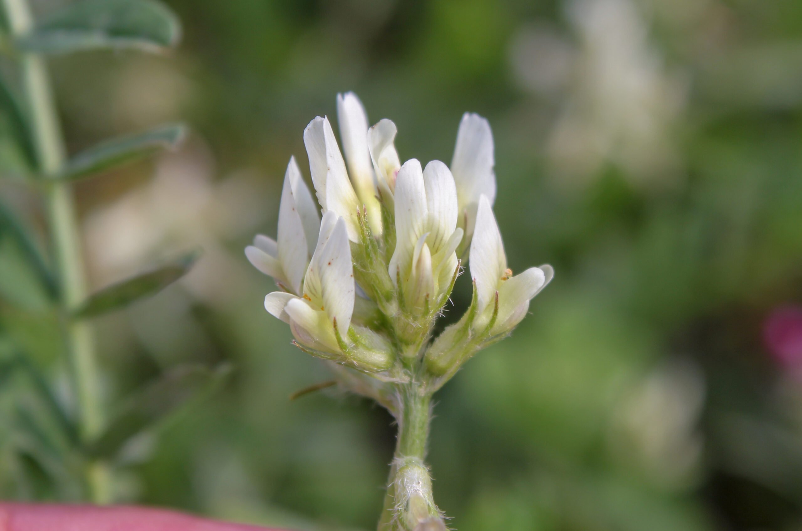 Astragalus hamosus (Koçboynuzu)