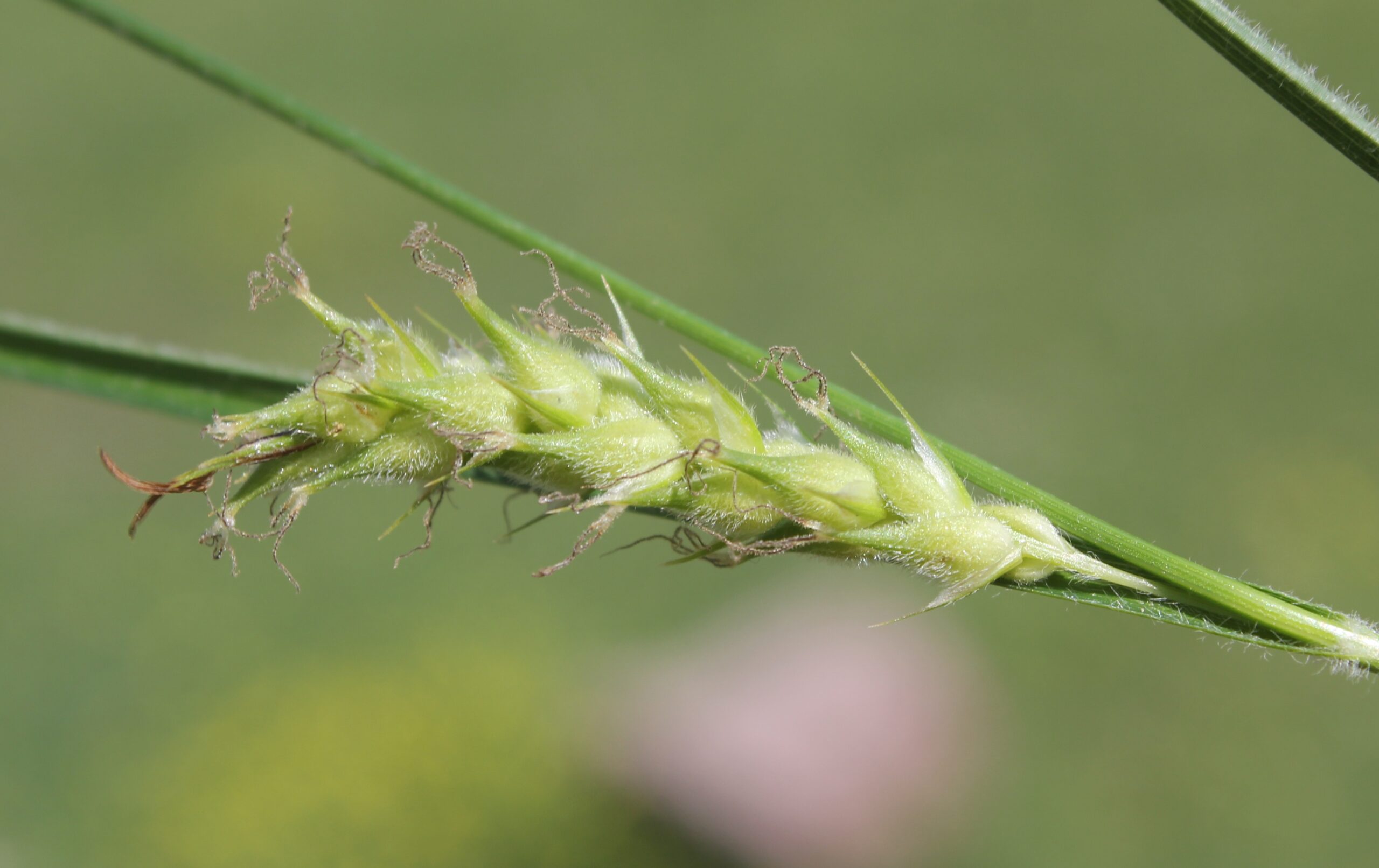 Carex hirta (Tüylü çayırsazı)