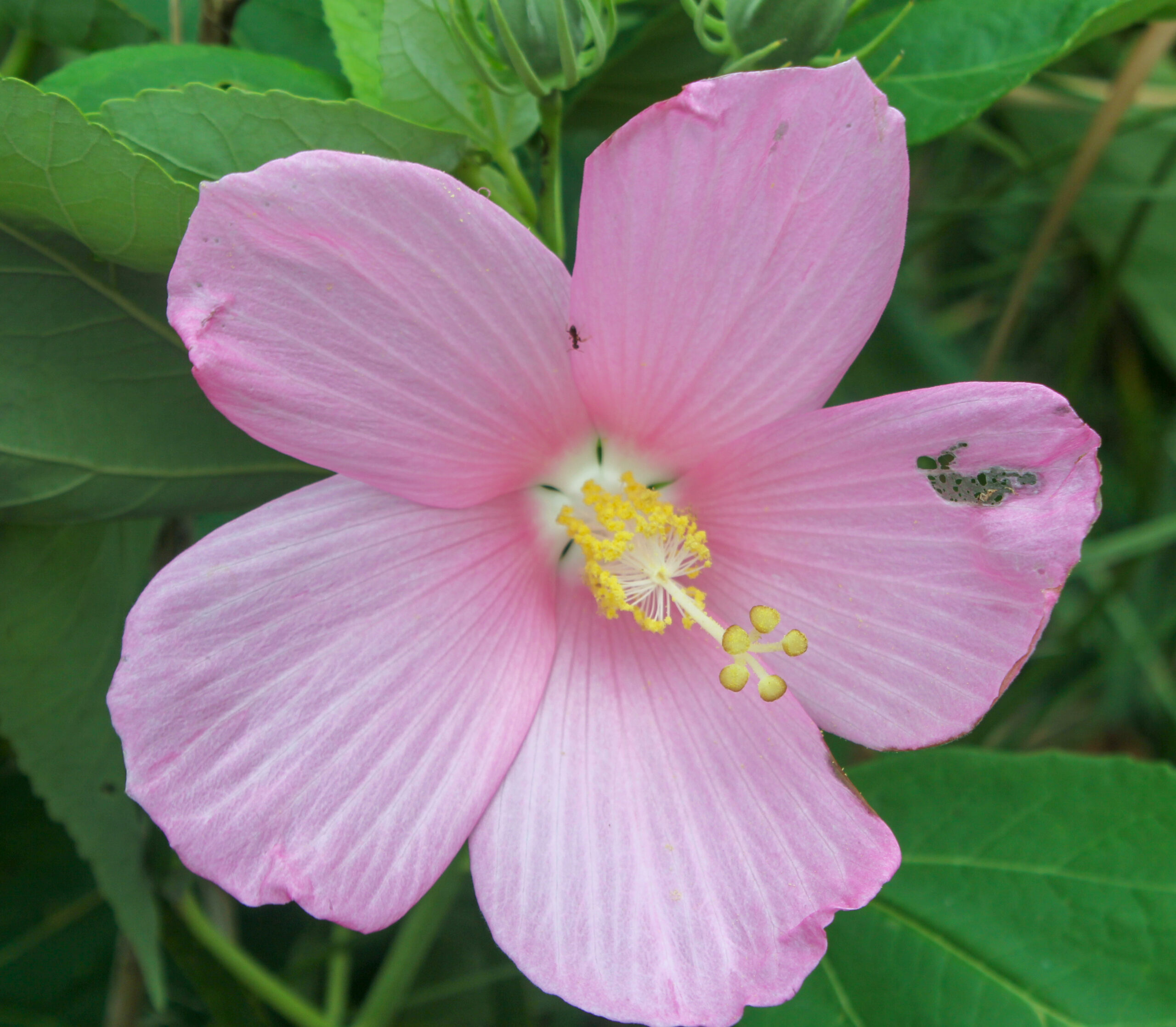 Hibiscus moscheutos (Bataklık hatmisi)