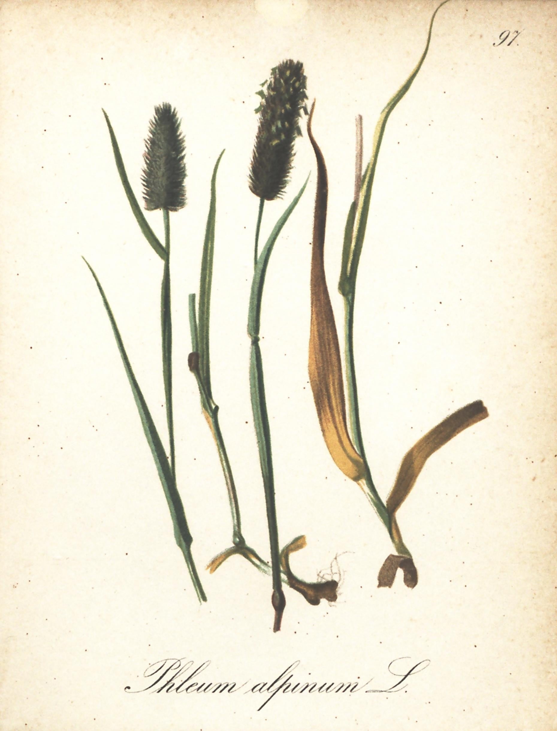 Phleum alpinum (Alp itkuyruğu)