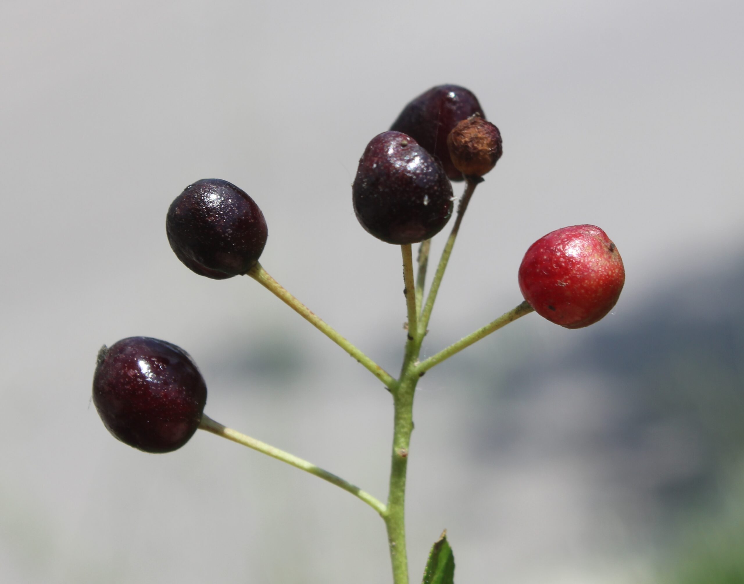 Prunus mahaleb (Mahlep)