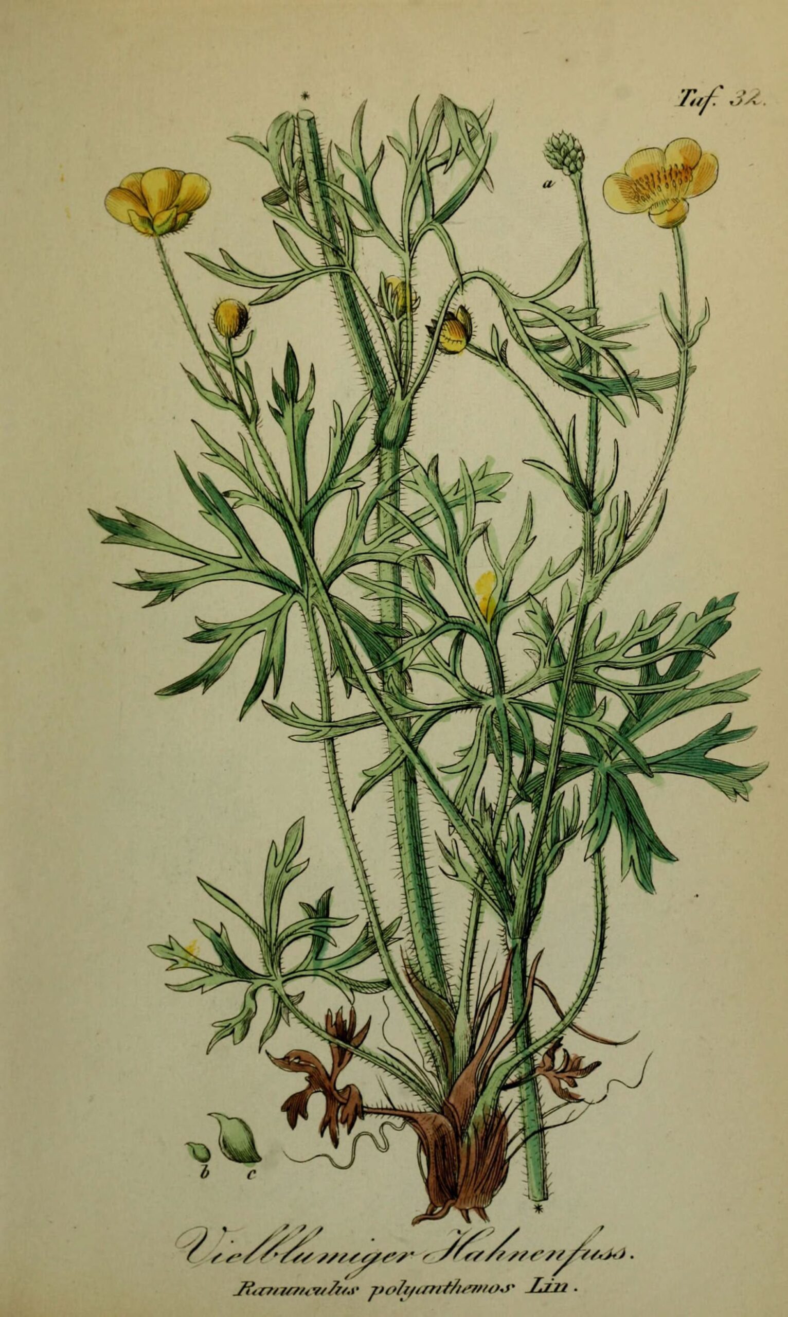 Ranunculus polyanthemos (Savotu)