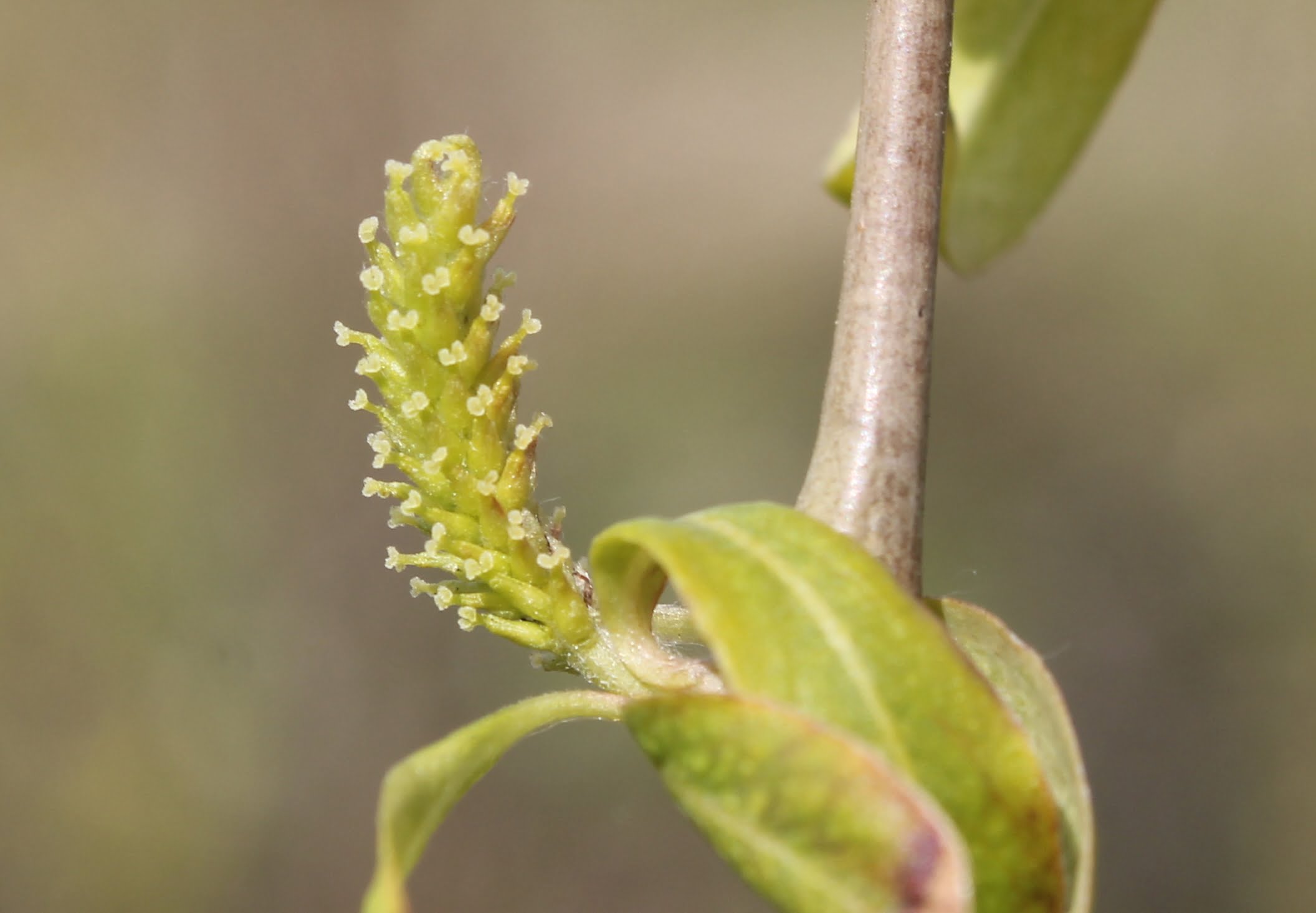 Salix babylonica (Salkım söğüt)