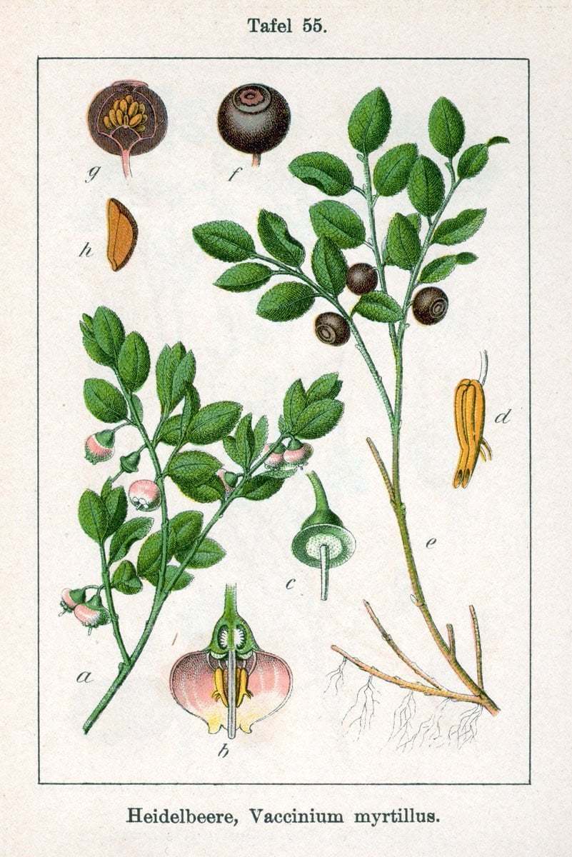 Vaccinium myrtillus (Çoban üzümü)