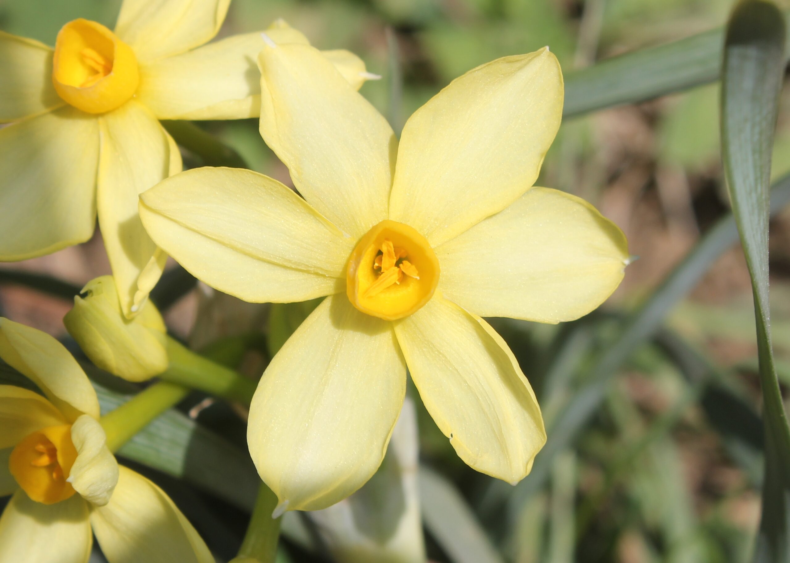 Narcissus jonquilla (Fulya)