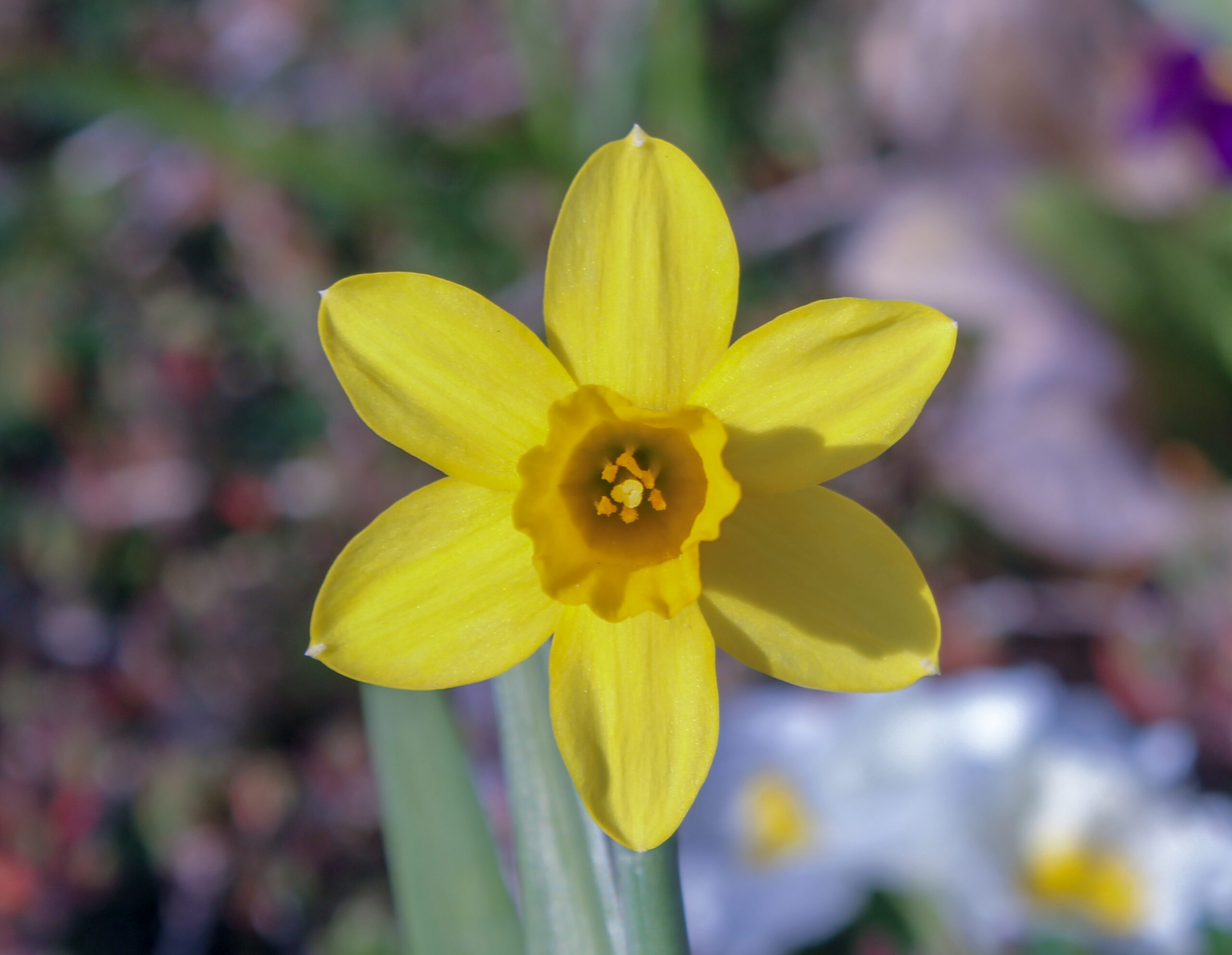 Narcissus pseudonarcissus (Zeren)