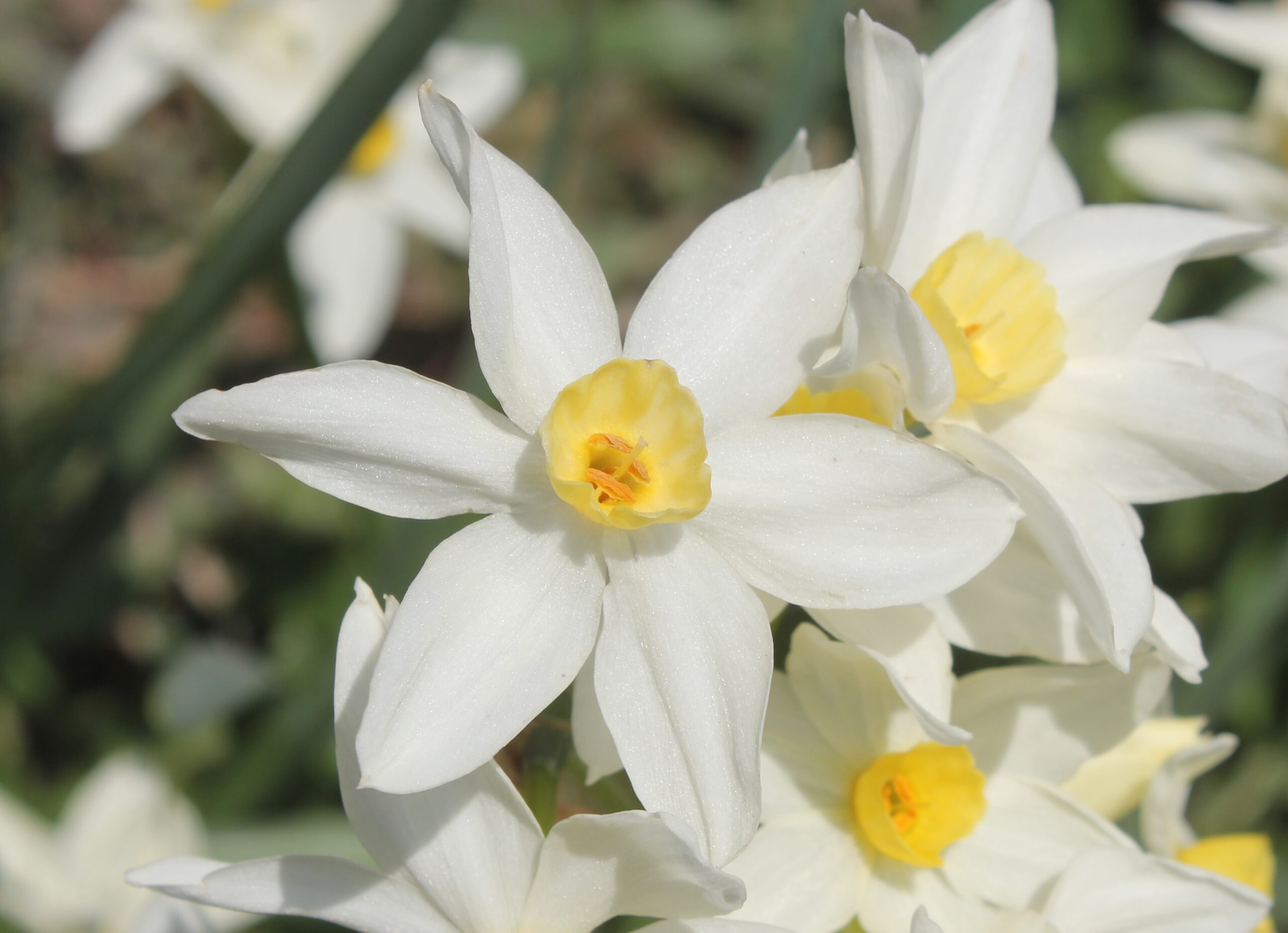 Narcissus tazetta (Nergis)