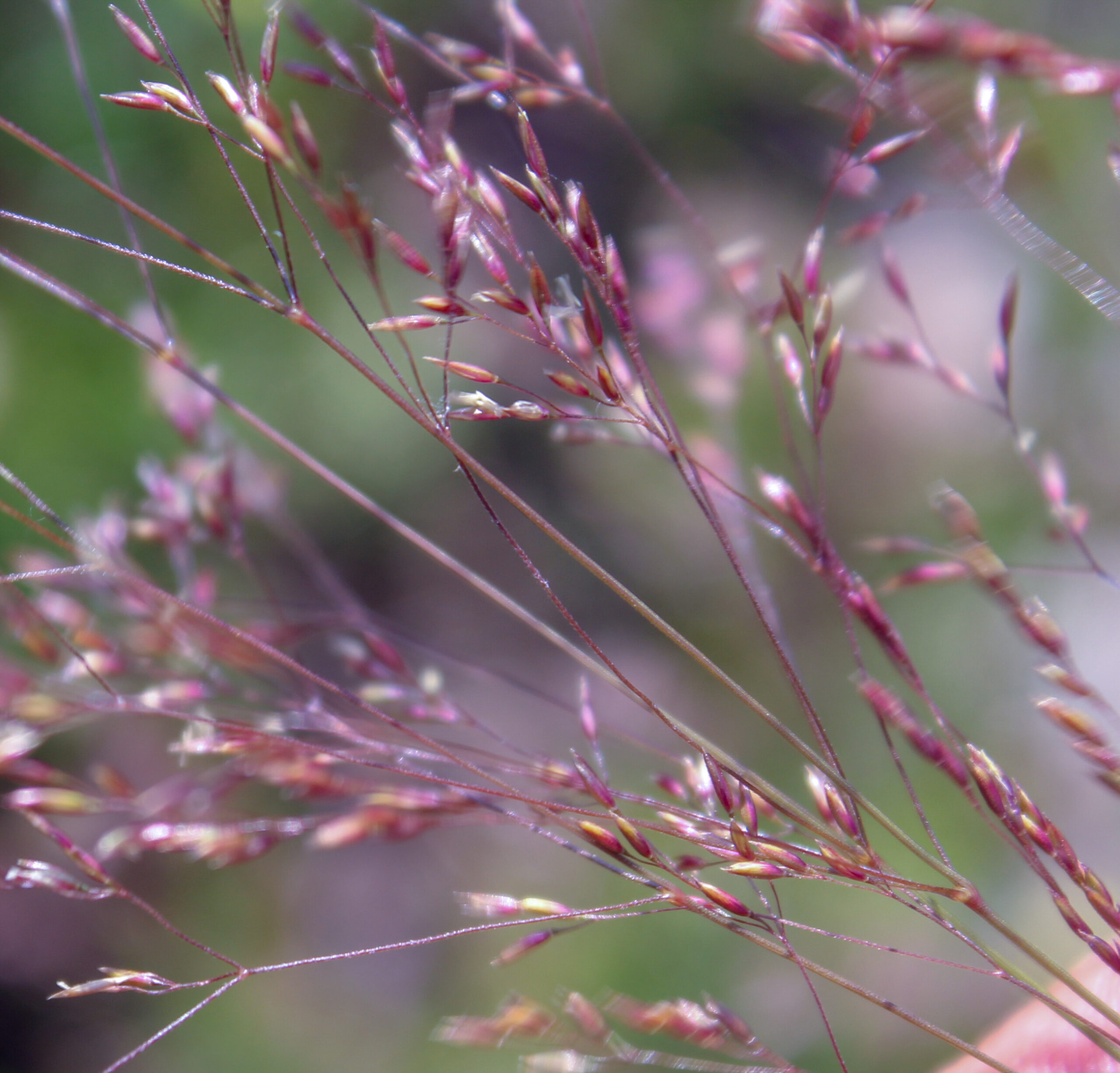 Agrostis capillaris (Narin tavusotu)