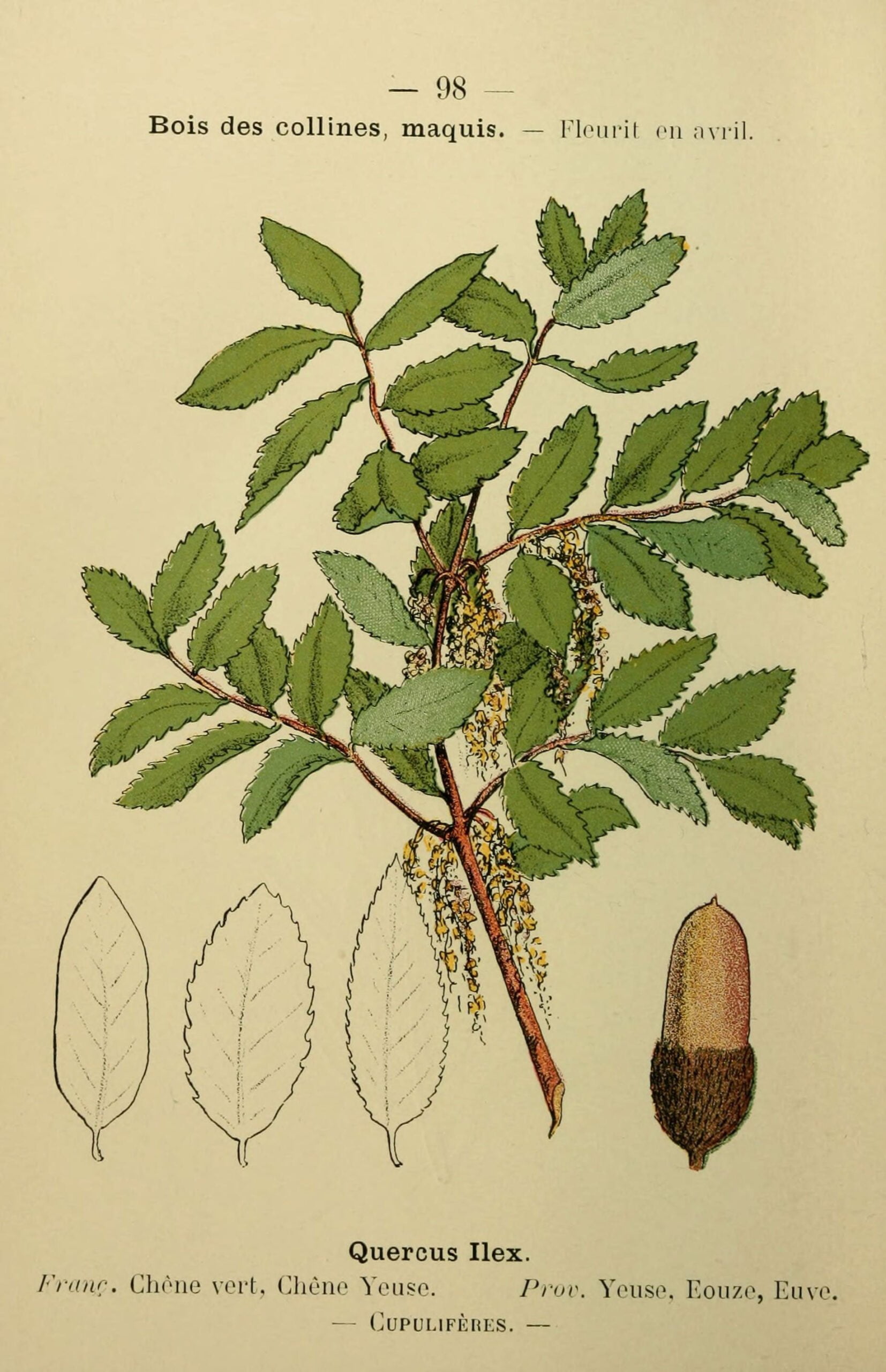 Quercus ilex (Pırnal meşesi)