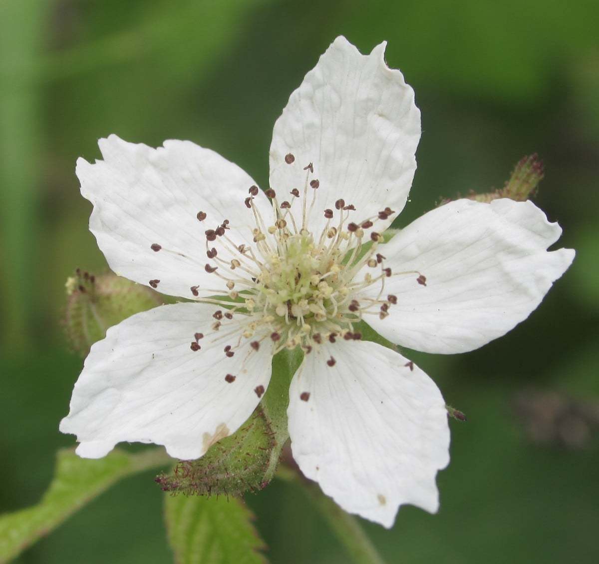 Rubus caesius (Büküzümü)