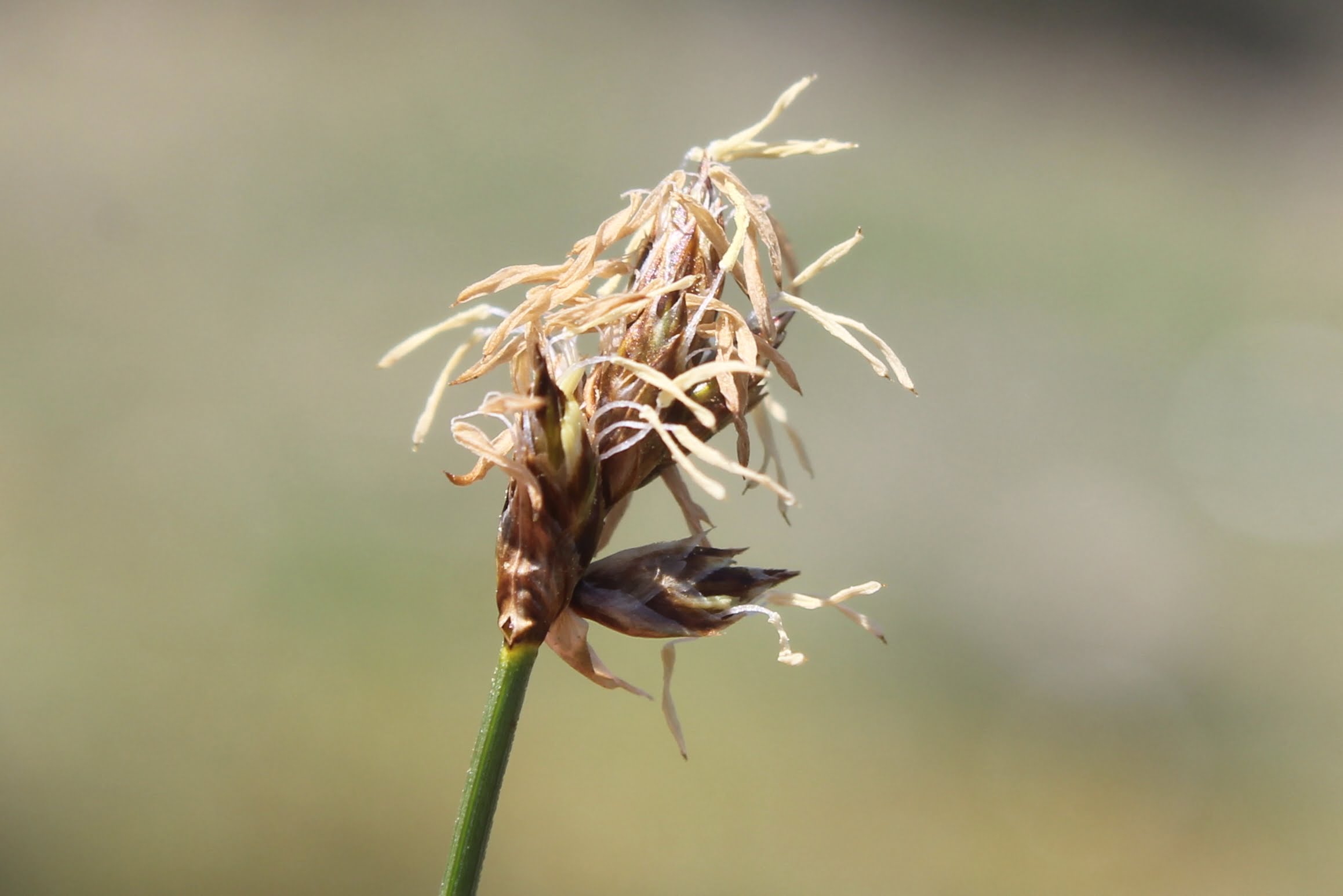 Carex brizoides (Narin çayırsazı)