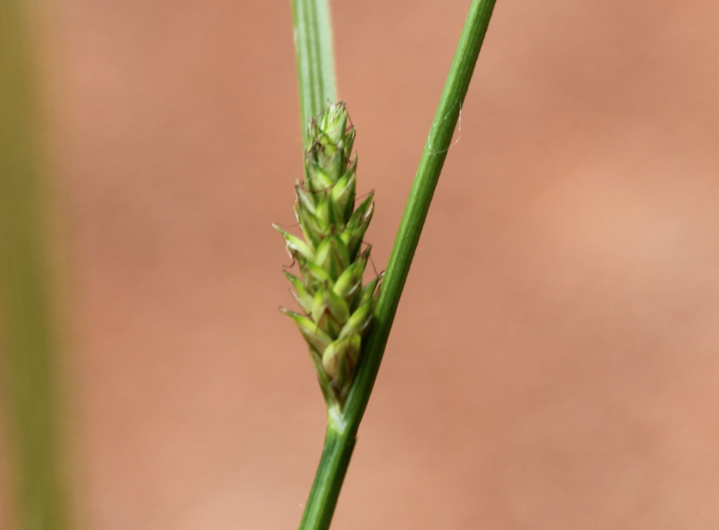 Carex remota (Nazlısaparna)
