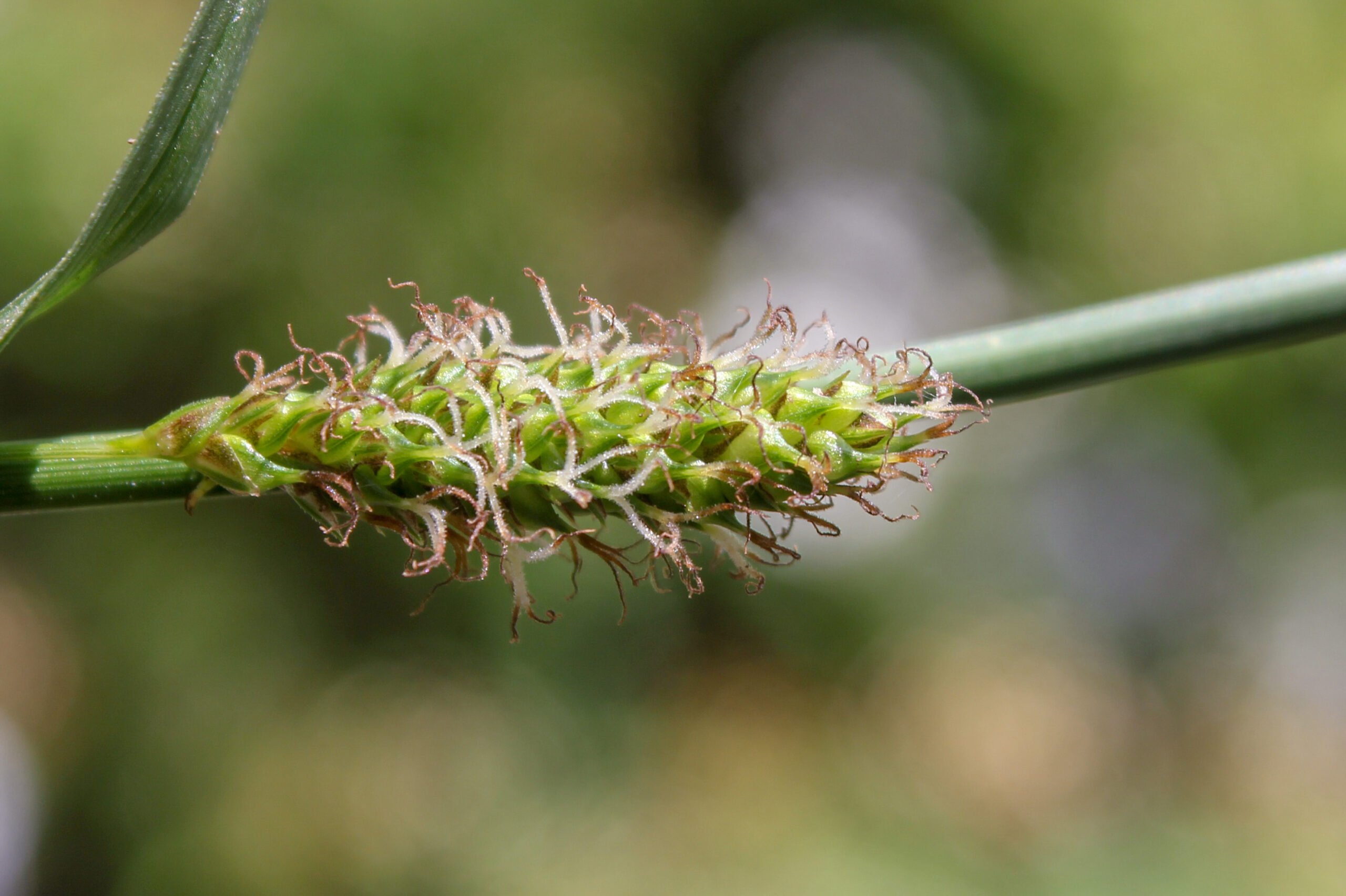 Carex distans (Sina ayakotu)