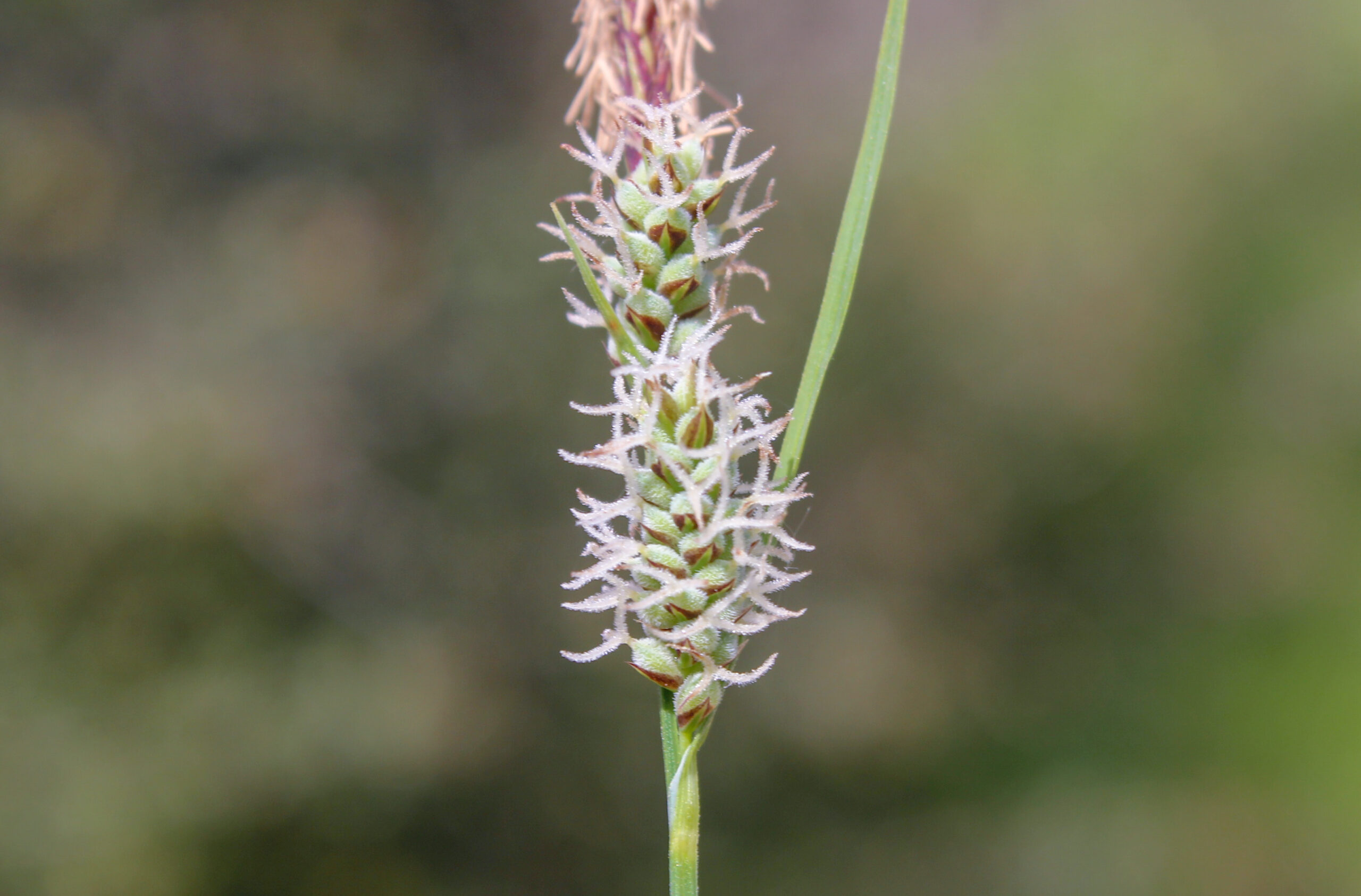 Carex tomentosa (Dalsaparna)