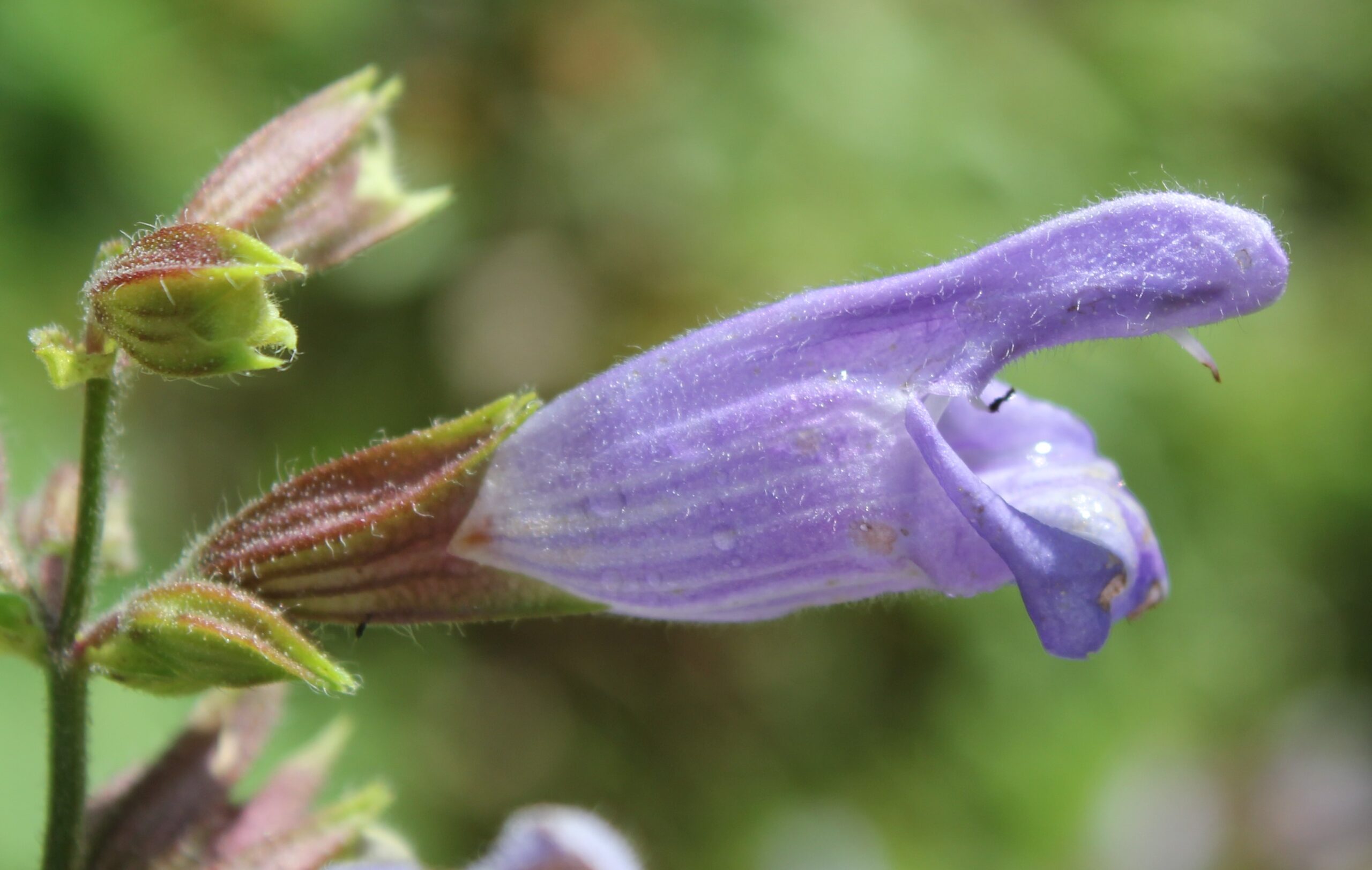 Salvia tomentosa (Şalba)