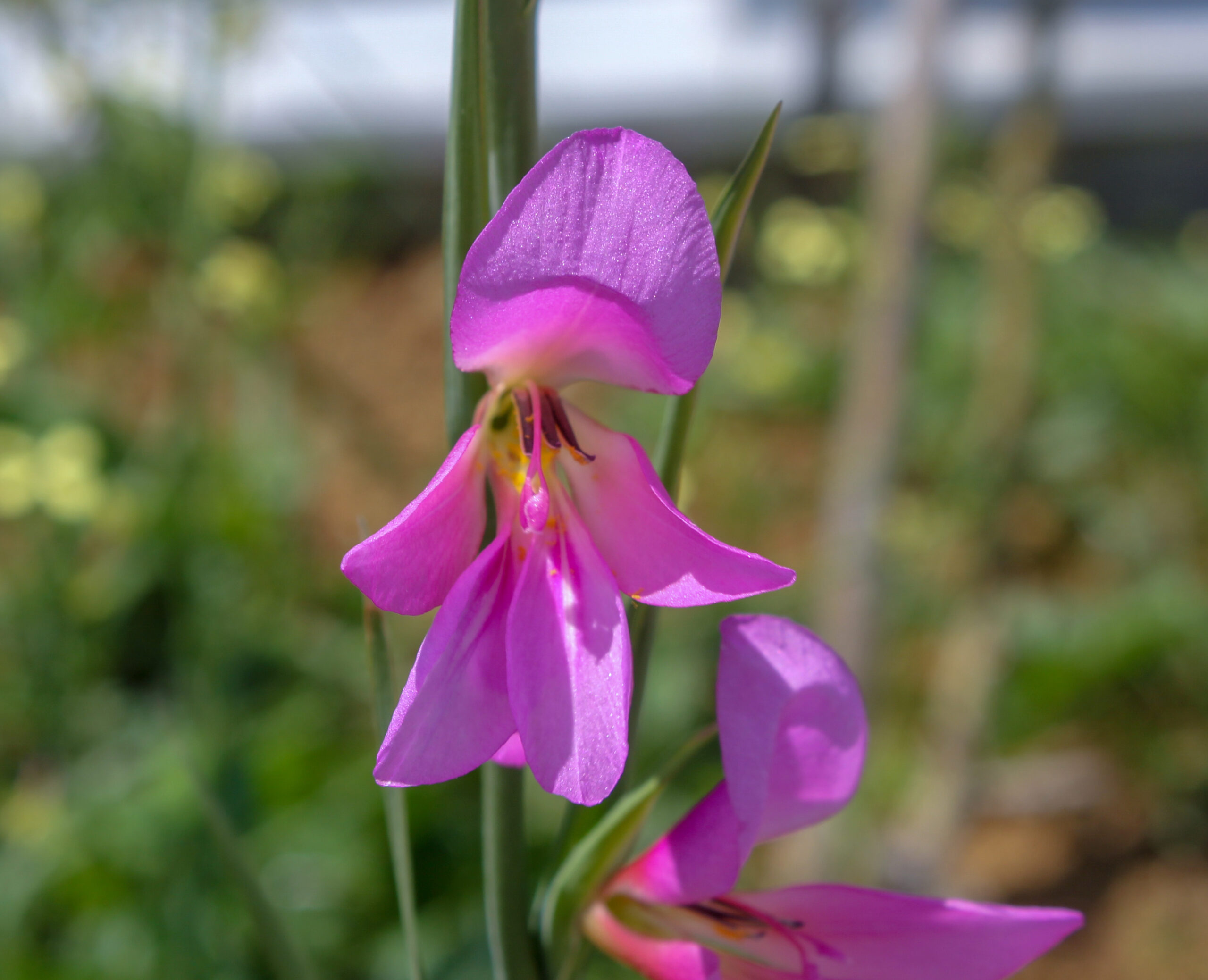 Gladiolus italicus (Kılıçotu)