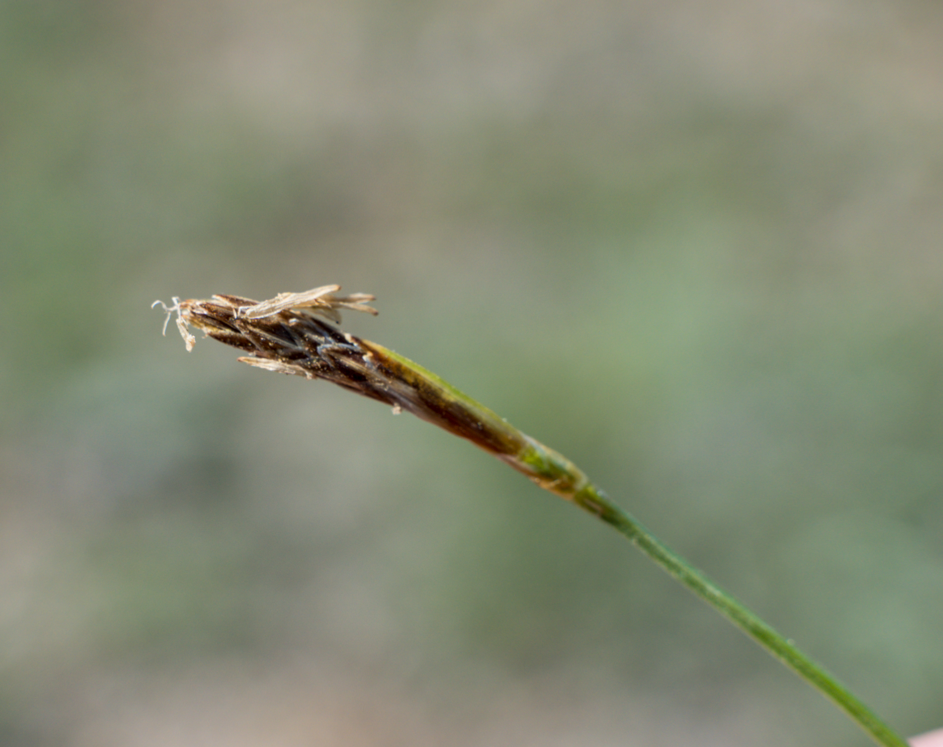 Carex halleriana (Kaba ayakotu)