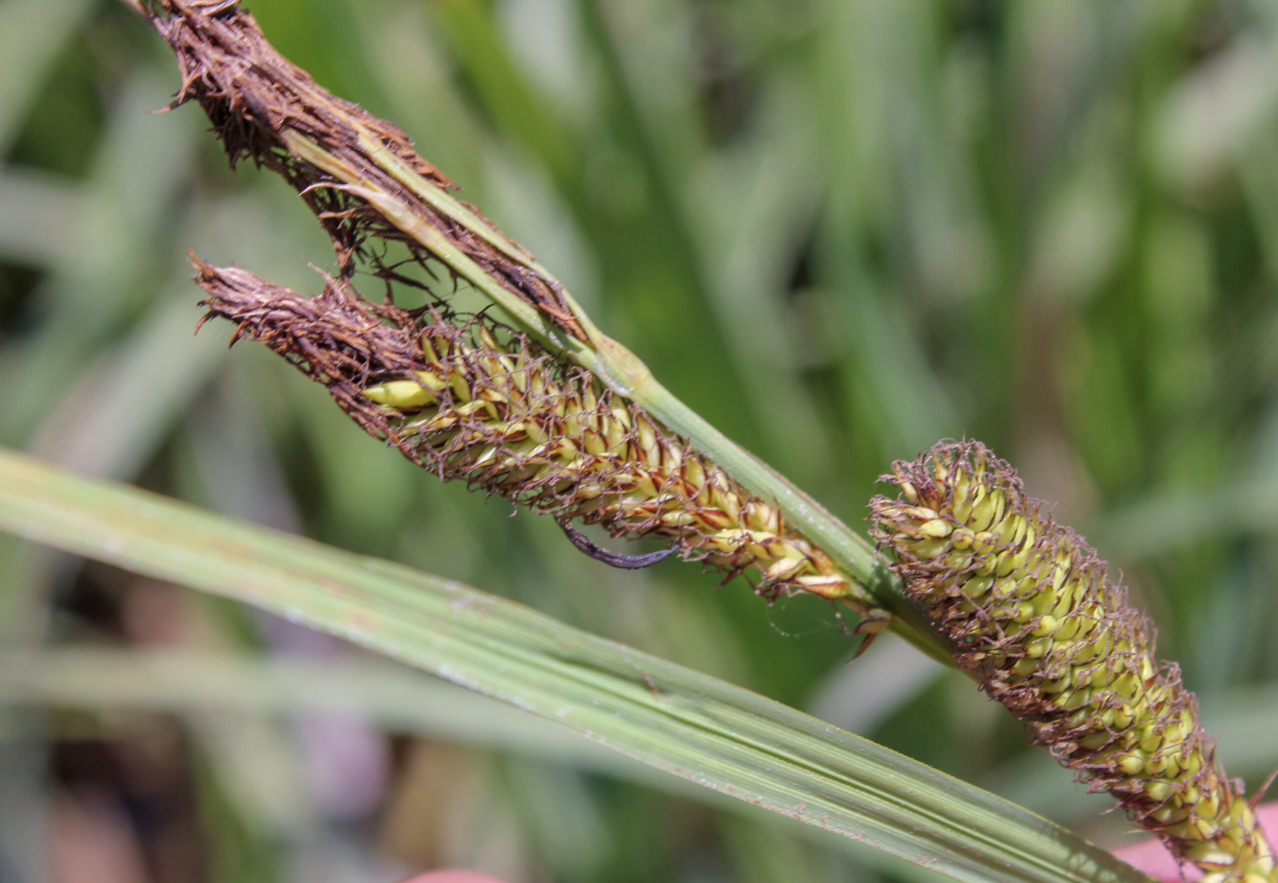 Carex riparia (Yılan sazotu)