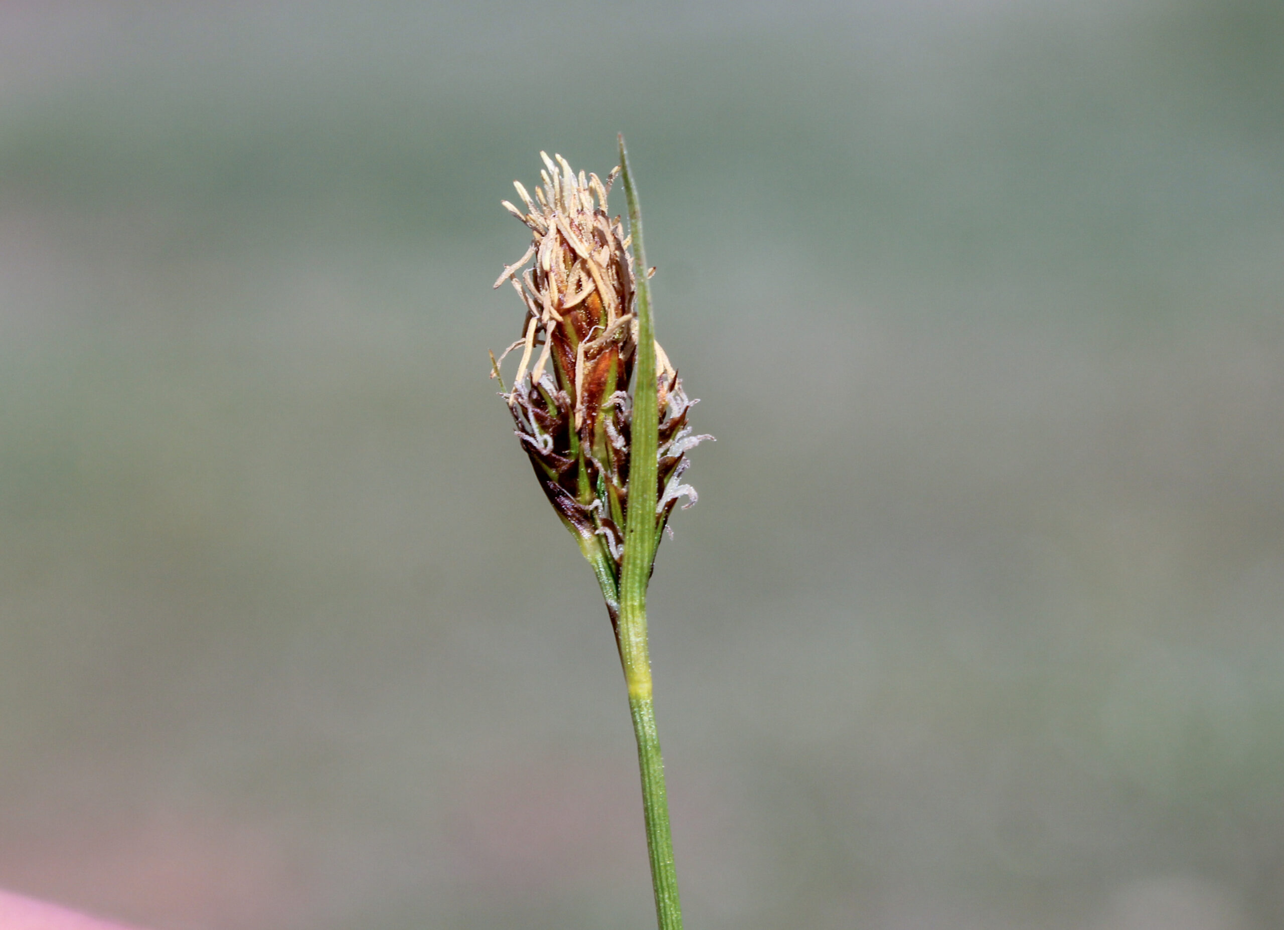 Carex caryophyllea (Bahar sazı)
