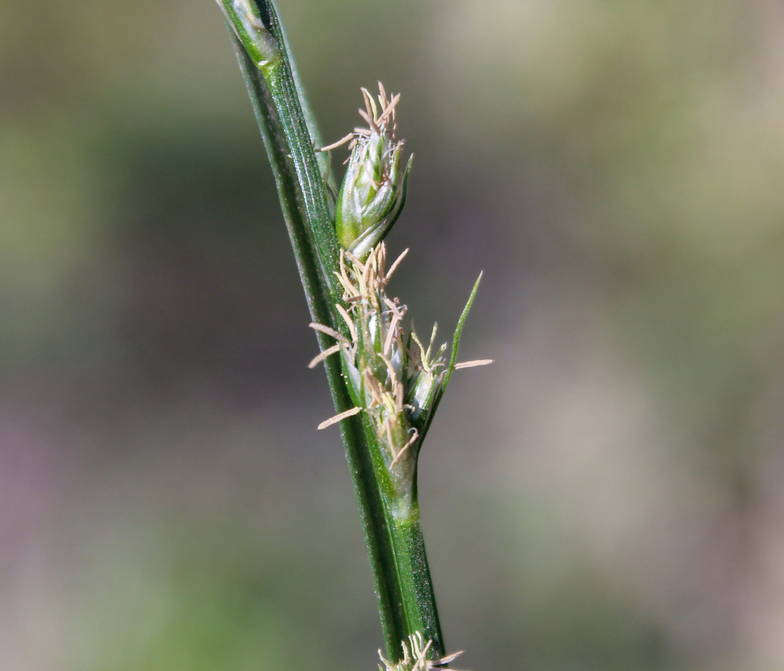 Carex divulsa (Ayakotu)