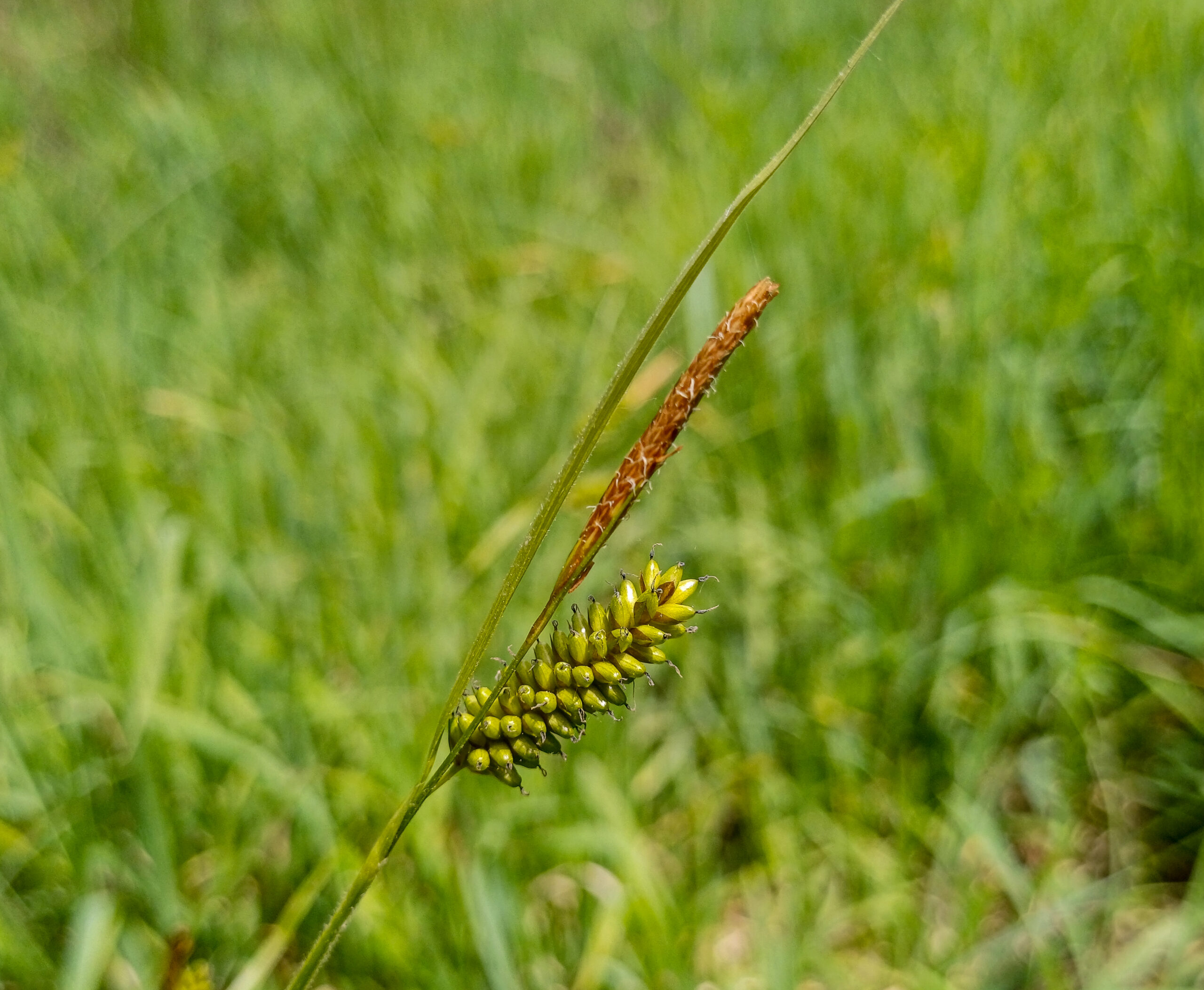 Carex extensa (Uzun ayakotu)