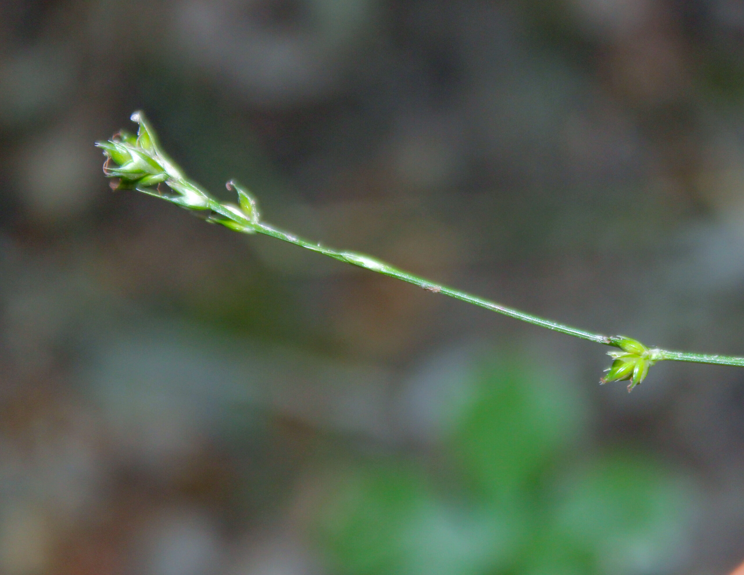 Carex distachya (İkiz ayakotu)