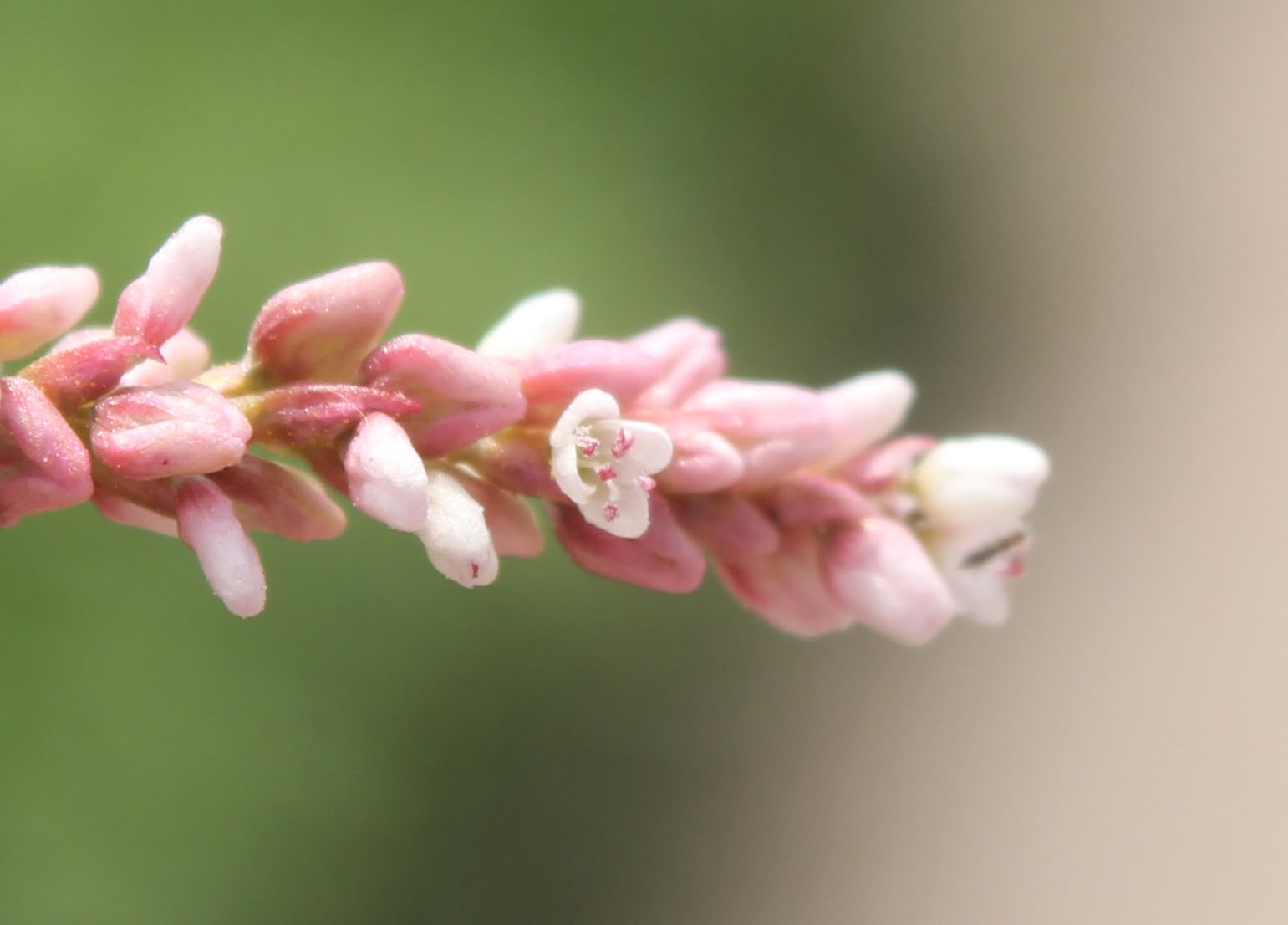 Persicaria lapathifolia (Tirşon)