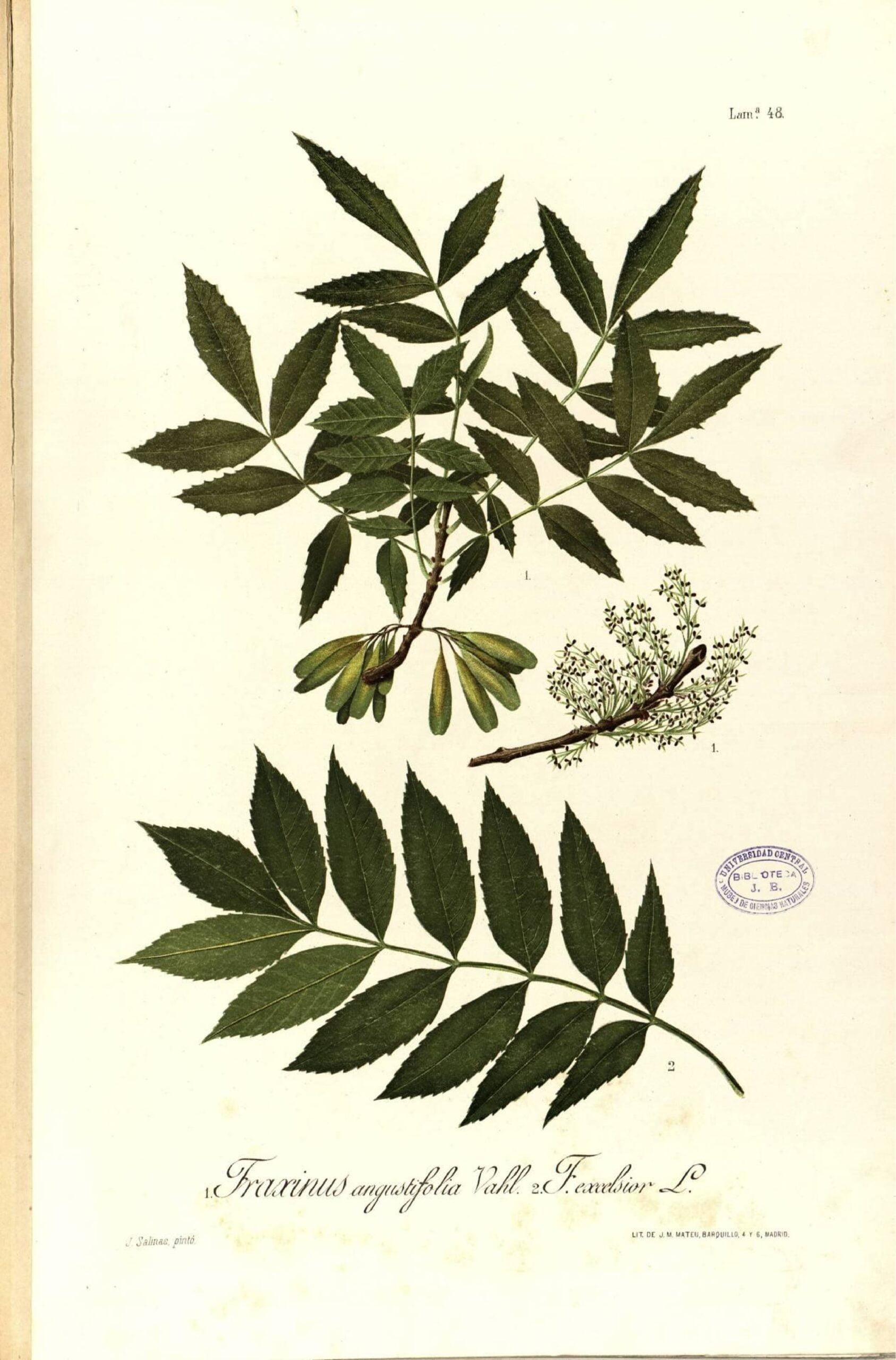 Fraxinus angustifolia (Sivri meyveli dişbudak)