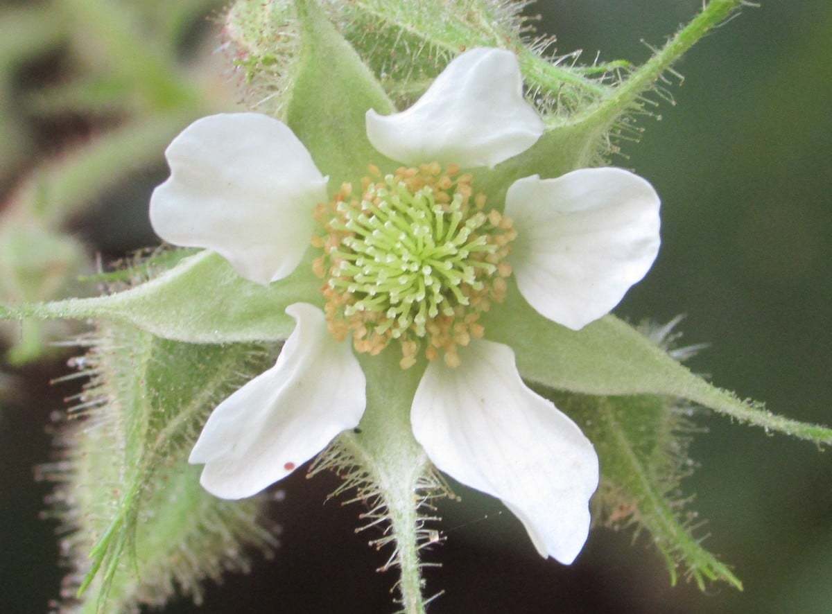 Rubus hirtus (Tüntürük)